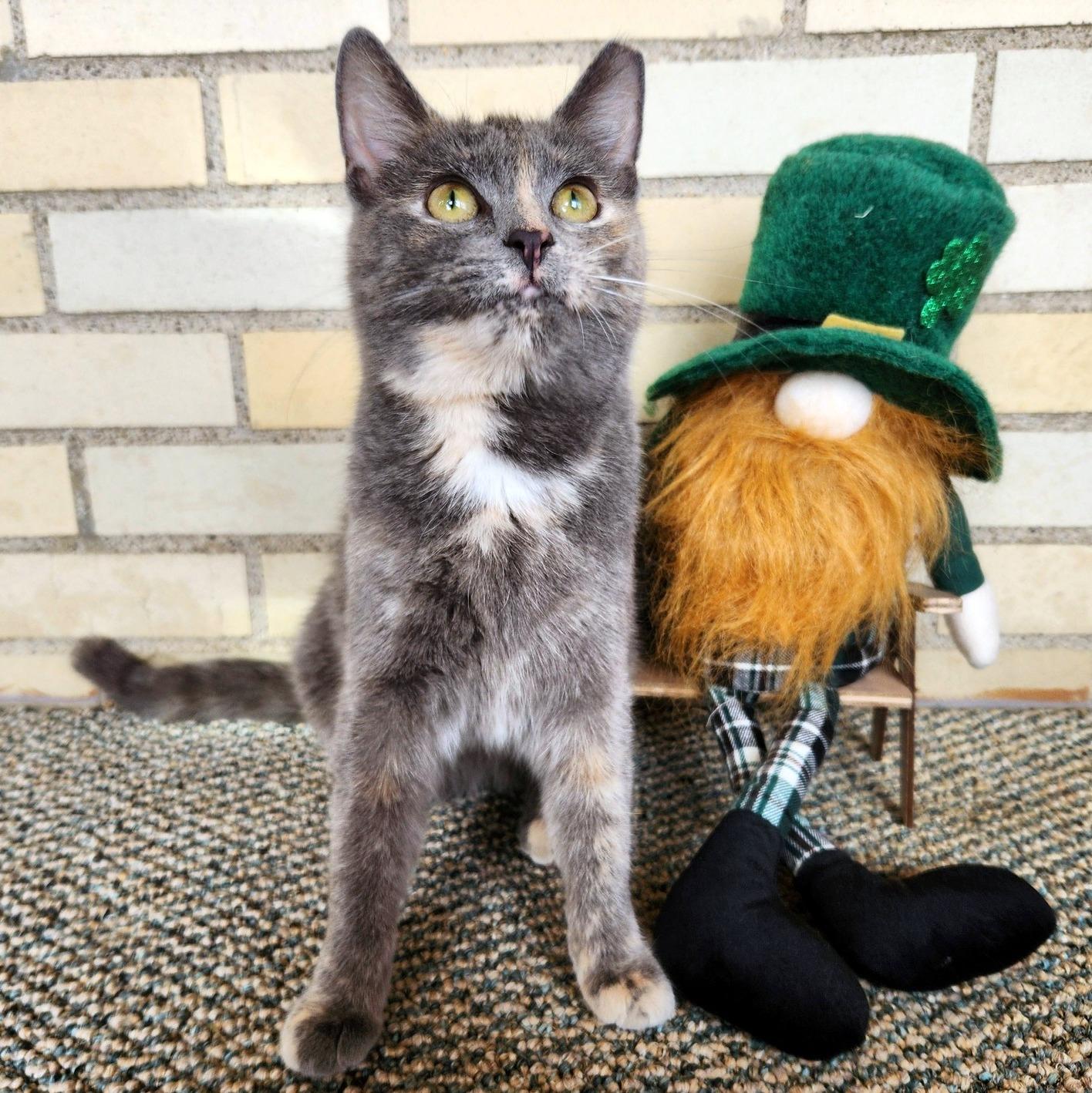 Enlarge Rose, an adopted Domestic Short Hair in Pittsburgh, PA image 1/6