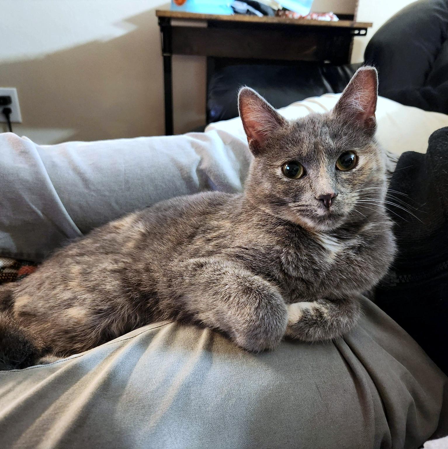 Enlarge Rose, an adopted Domestic Short Hair in Pittsburgh, PA image 5/6