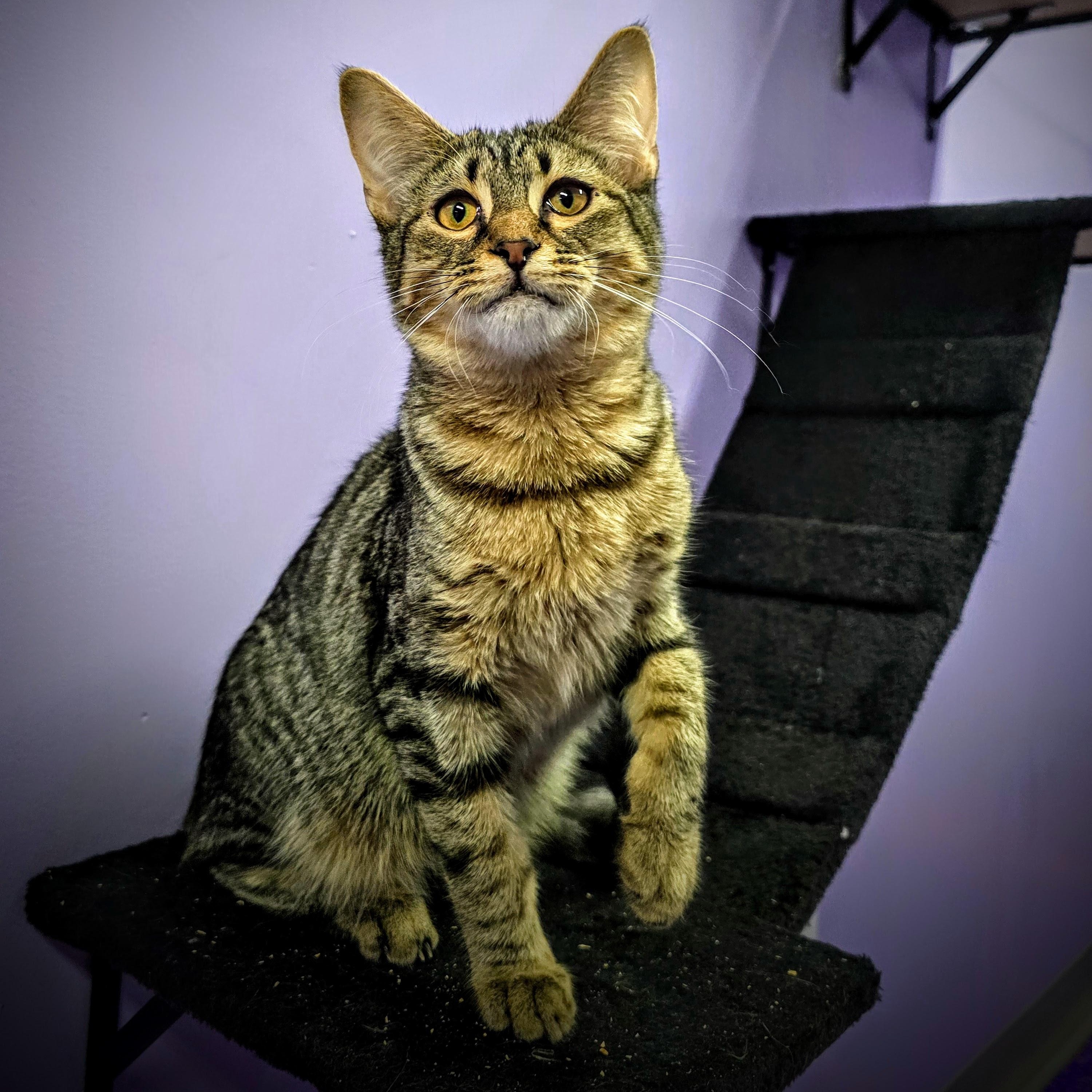 Enlarge Byron, a Adoptable Tabby in Greensburg, PA image 2/2