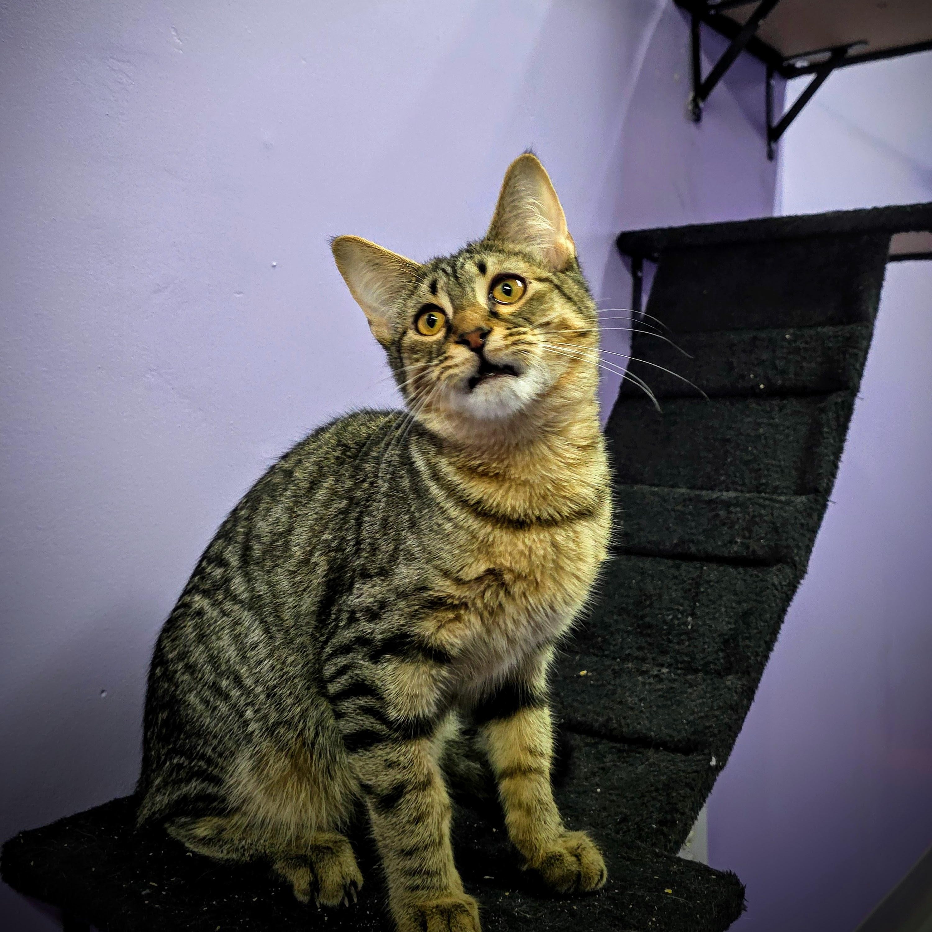 Byron, Adoptable, Young Male Tabby.