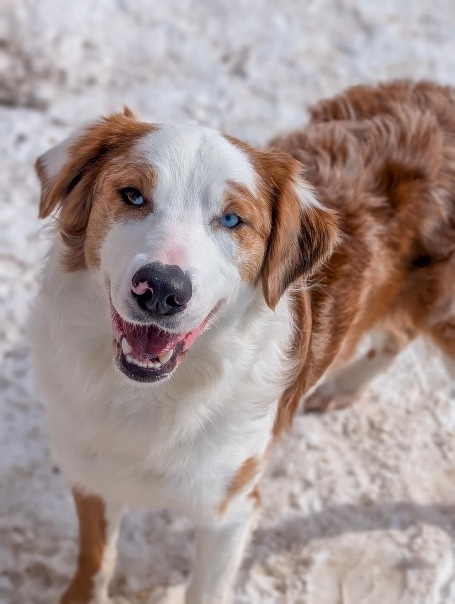 Opal, adopted, Adult Female Border Collie & Australian Cattle Dog / Blue Heeler.