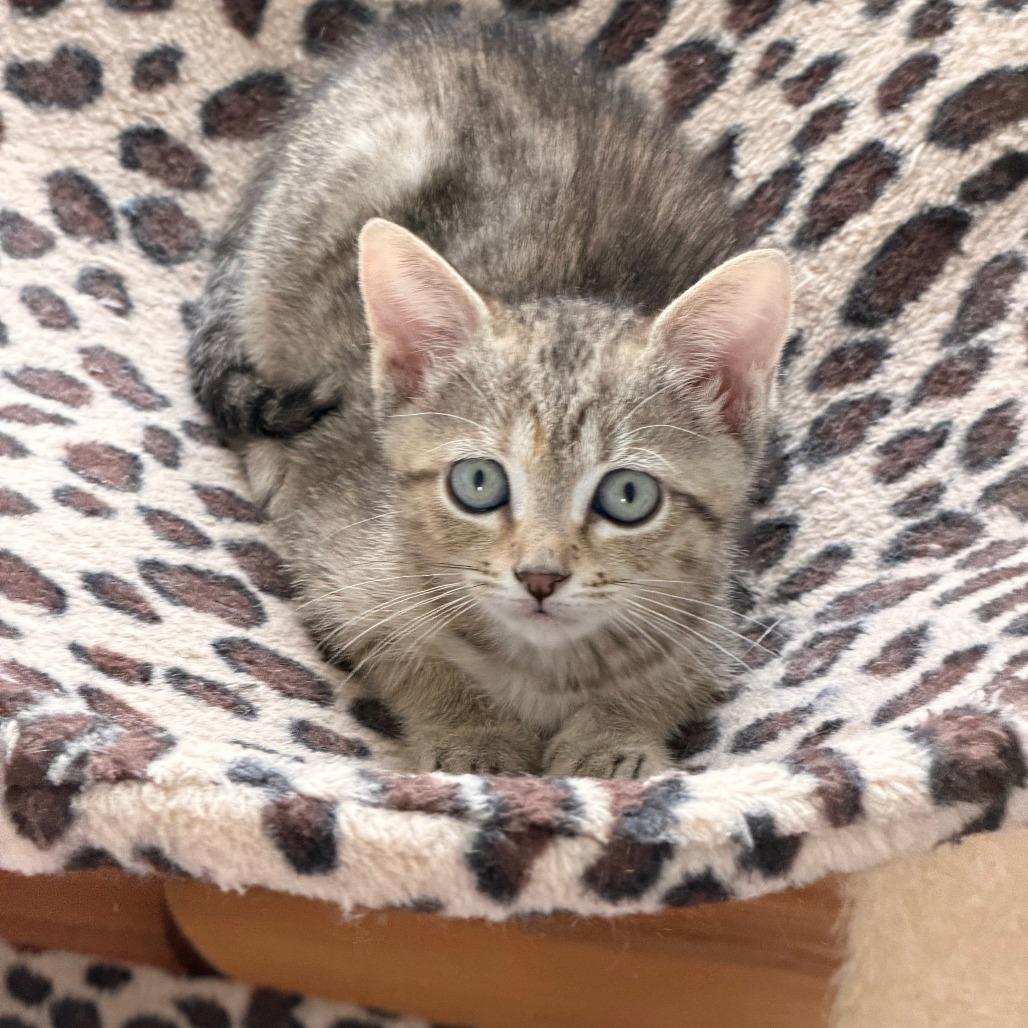 Enlarge Olga, a Adoptable Domestic Short Hair in Jupiter, FL image 1/6