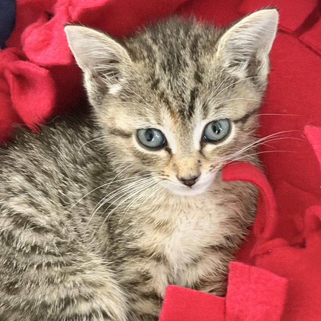 Enlarge Olga, a Adoptable Domestic Short Hair in Jupiter, FL image 2/6