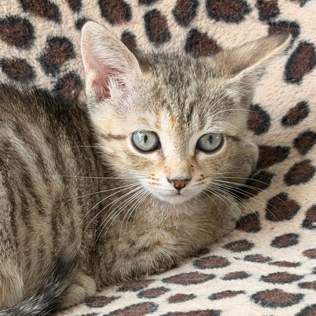Enlarge Olga, a Adoptable Domestic Short Hair in Jupiter, FL image 3/6