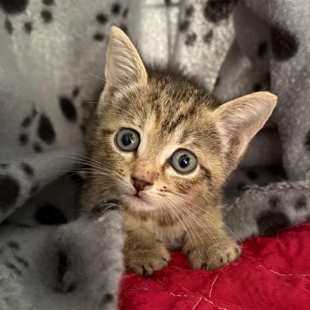 Enlarge Olga, a Adoptable Domestic Short Hair in Jupiter, FL image 4/6