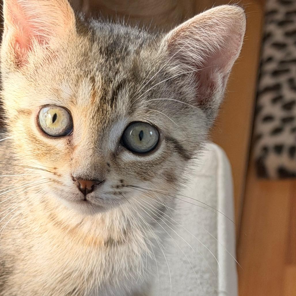 Enlarge Olga, a Adoptable Domestic Short Hair in Jupiter, FL image 5/6