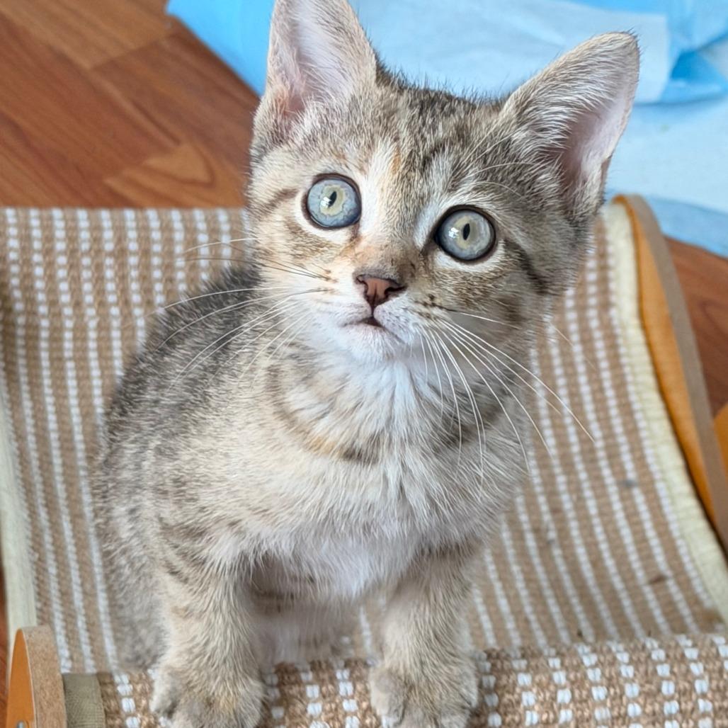 Enlarge Olga, a Adoptable Domestic Short Hair in Jupiter, FL image 6/6