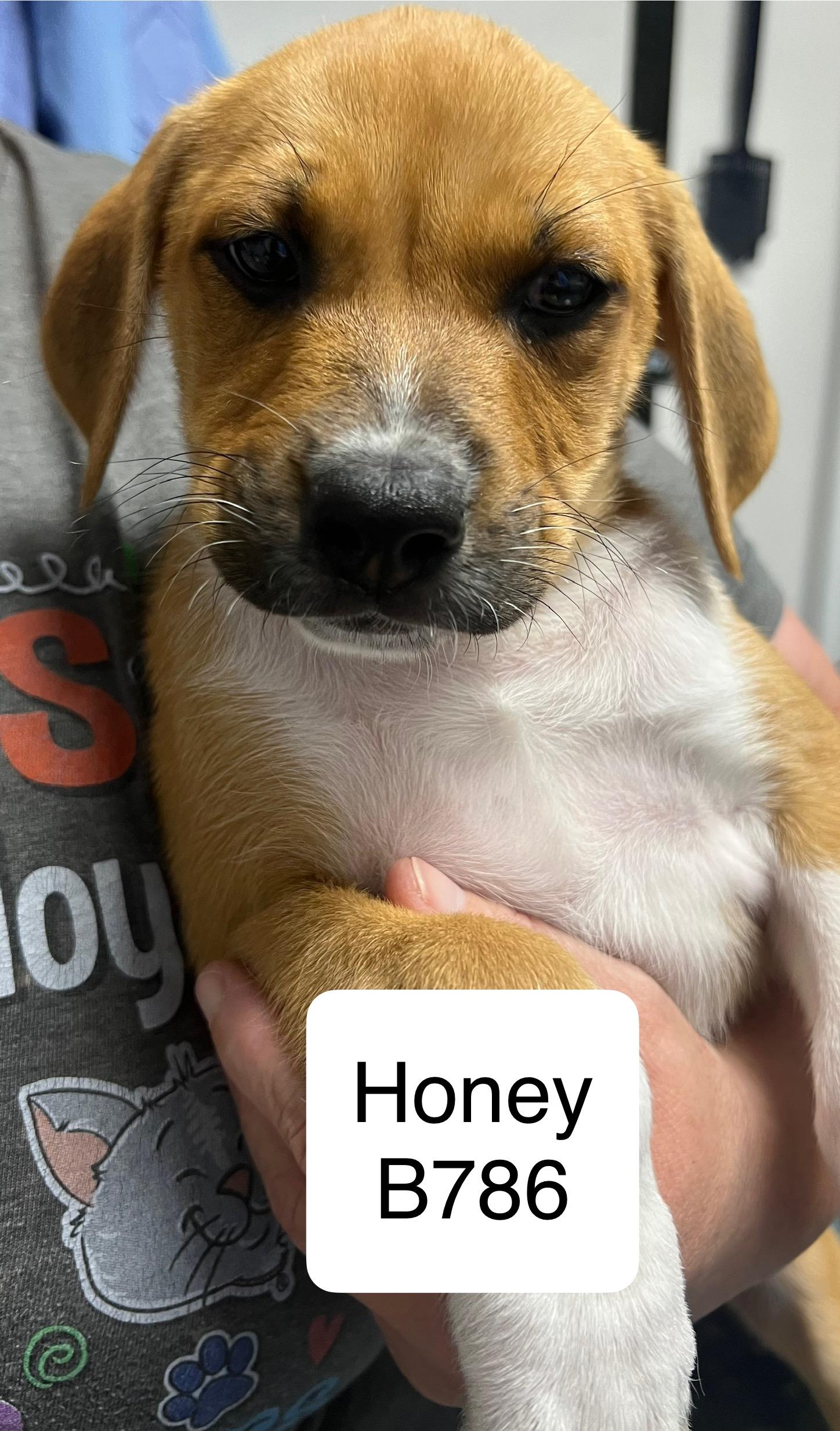 Honey, ADOPTABLE, Adult Female Labrador Retriever & Beagle.