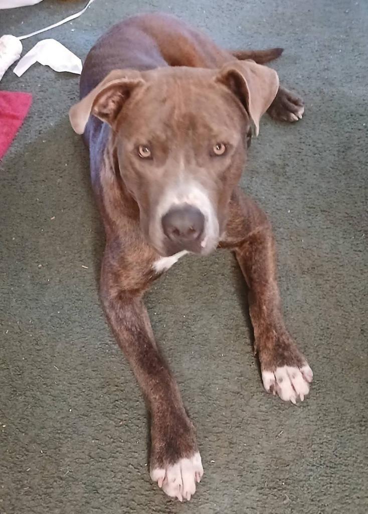 D.O.G. (Deogee), Adopted, Puppy Male American Bully.