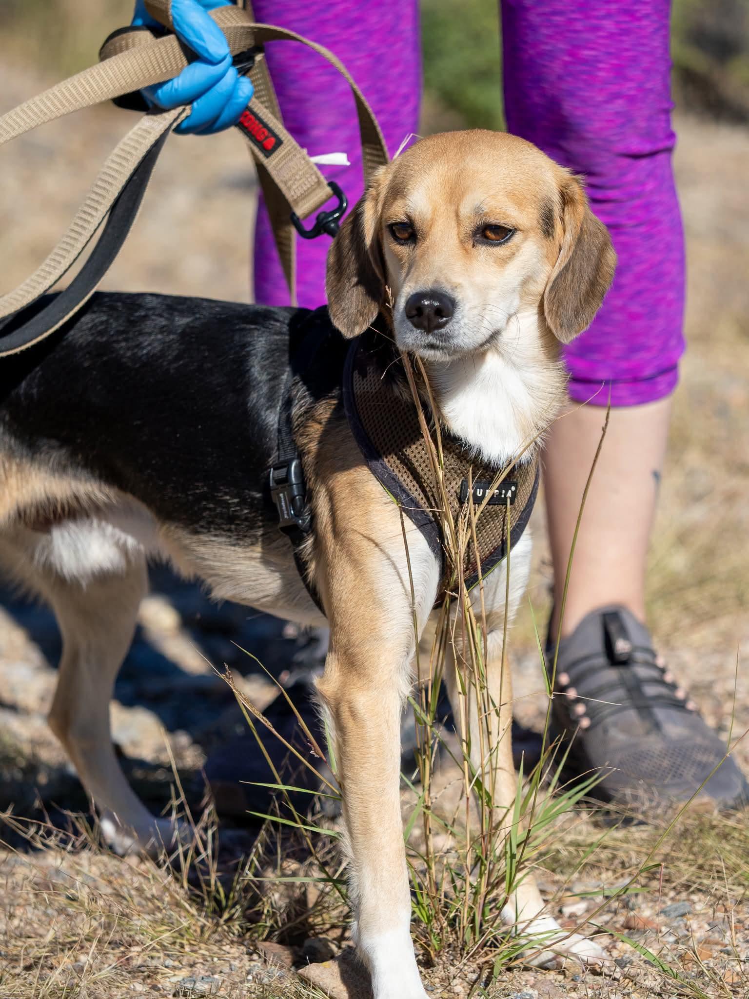 Enlarge Odie, a Adopted mixed breed in Globe, AZ image 1/1