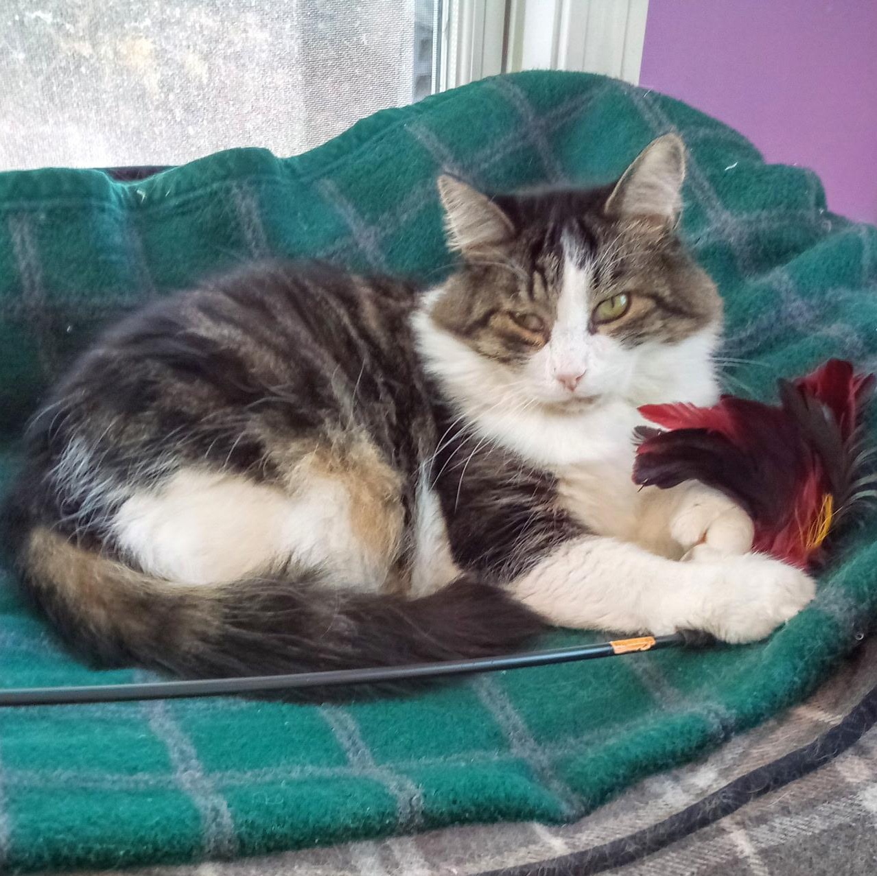 Hazelnut (Colony Cat CC), Adoptable, Adult Male Domestic Medium Hair.