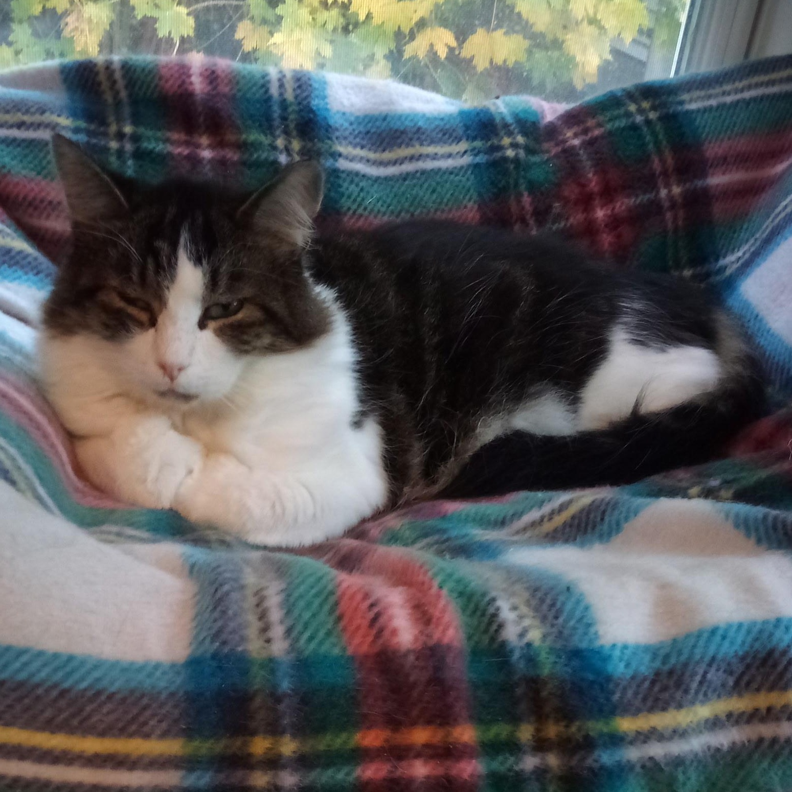 Enlarge Hazelnut (Colony Cat CC), a Adoptable Domestic Medium Hair in Wells, ME image 3/6