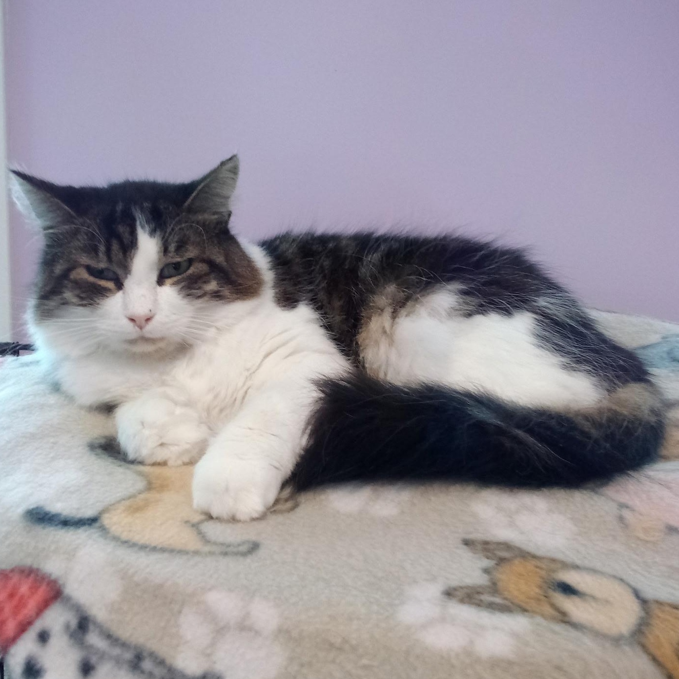 Enlarge Hazelnut (Colony Cat CC), a Adoptable Domestic Medium Hair in Wells, ME image 4/6