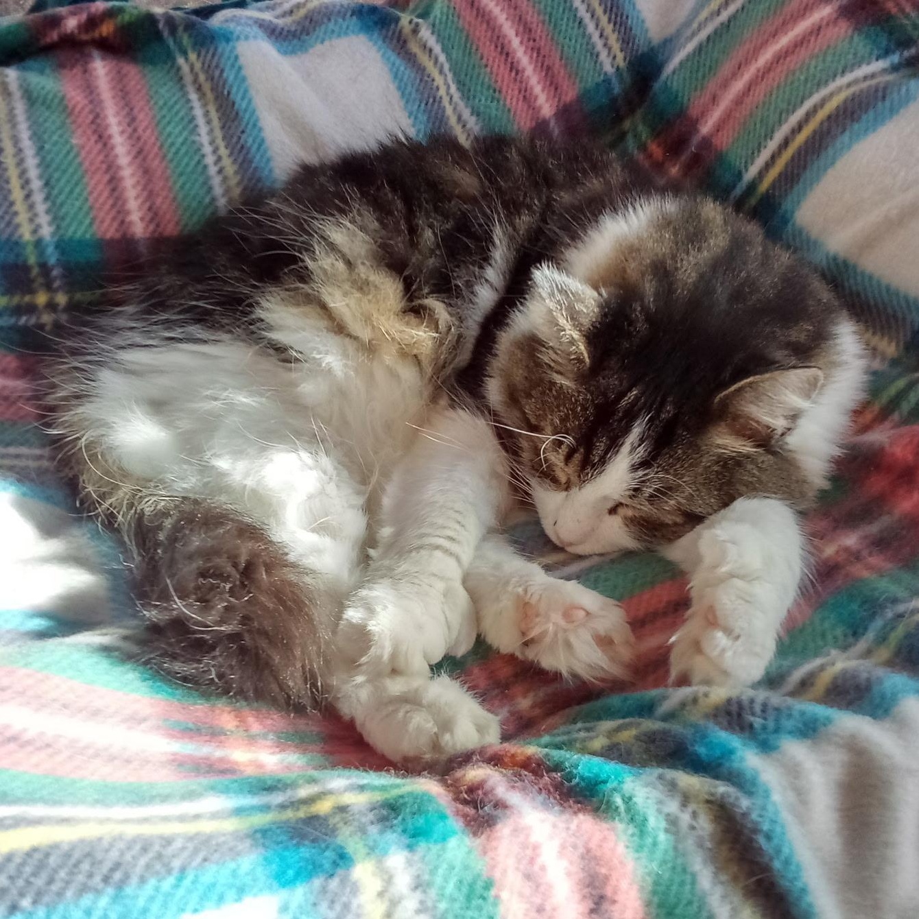 Hazelnut thumbnail 5