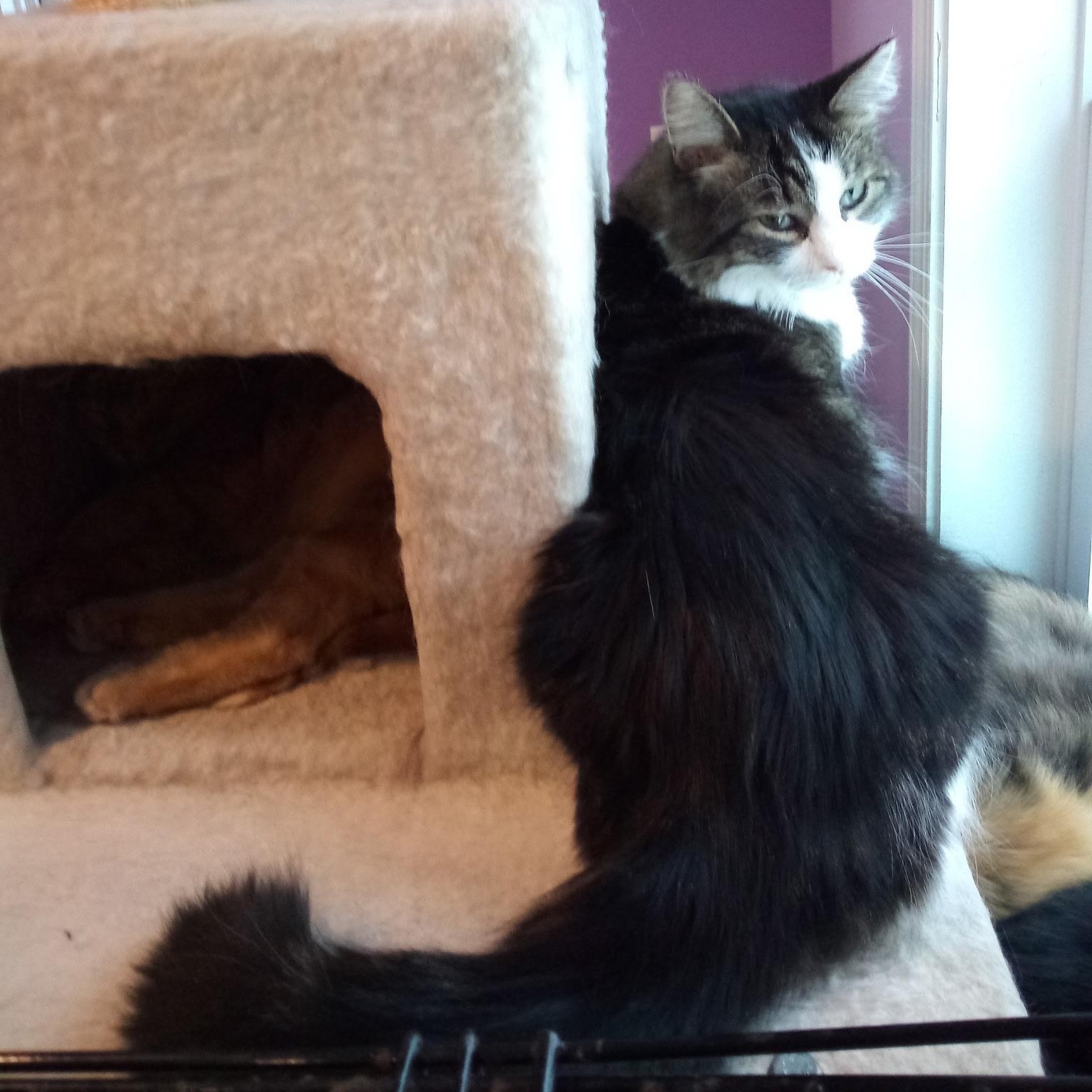 Hazelnut thumbnail 6