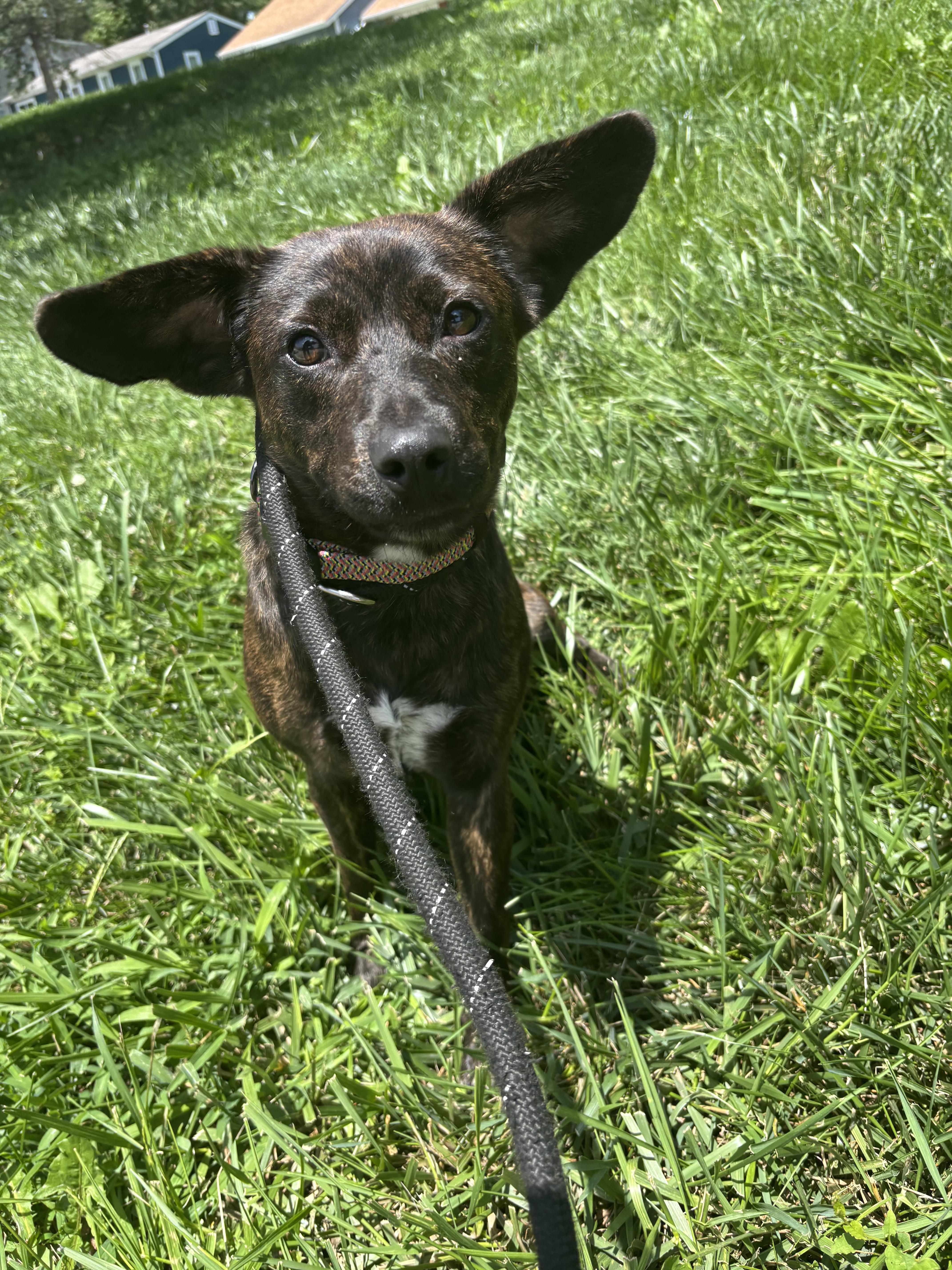 Gina, adopted, Adult Female Mixed Breed.