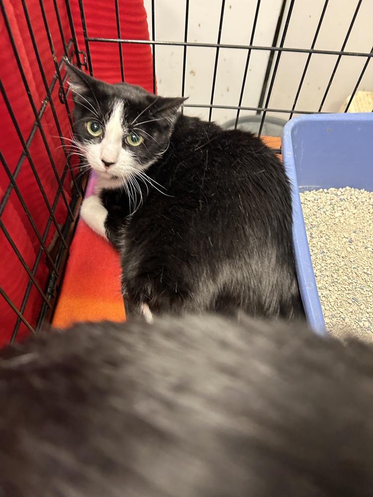 Enlarge Shiloh, a Adoptable Domestic Short Hair in Ontario, CA image 1/1