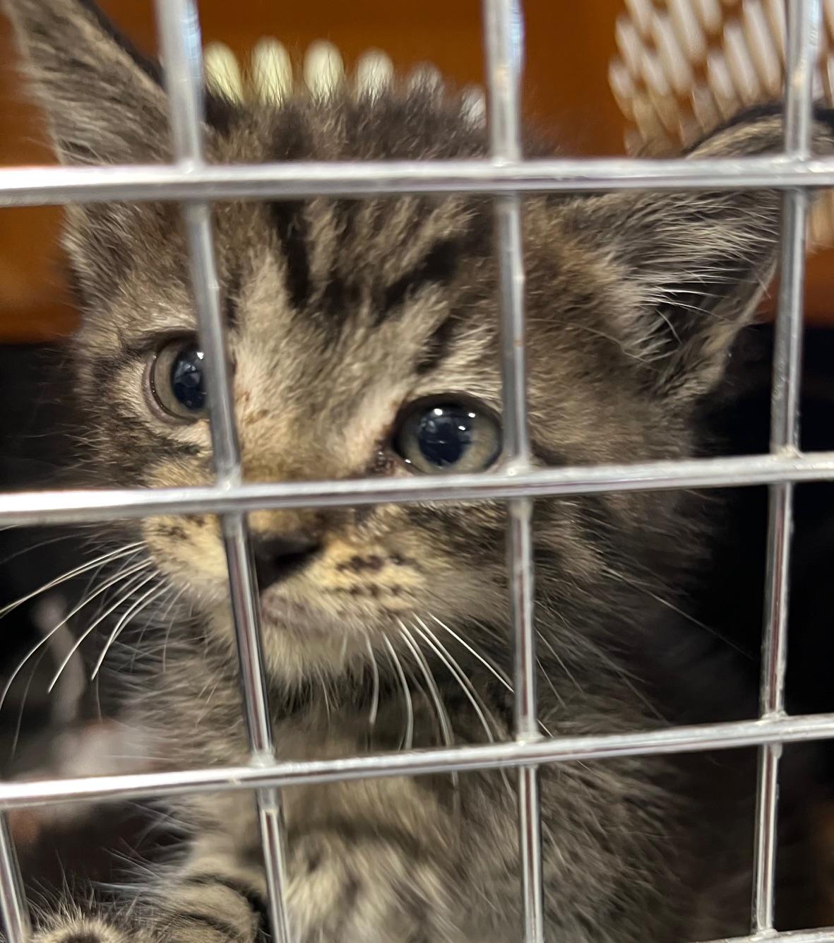 Turkey, a Adoptable Domestic Short Hair in Webster City, IA image 1/2