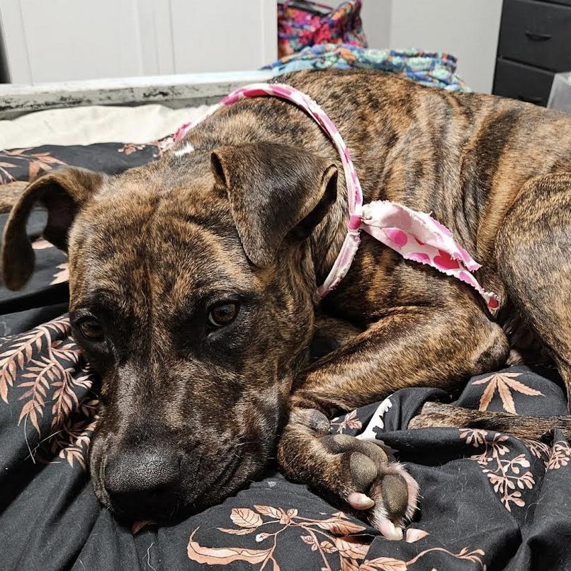 Enlarge Zoe, an adoptable mixed breed in Krum, TX image 2/6