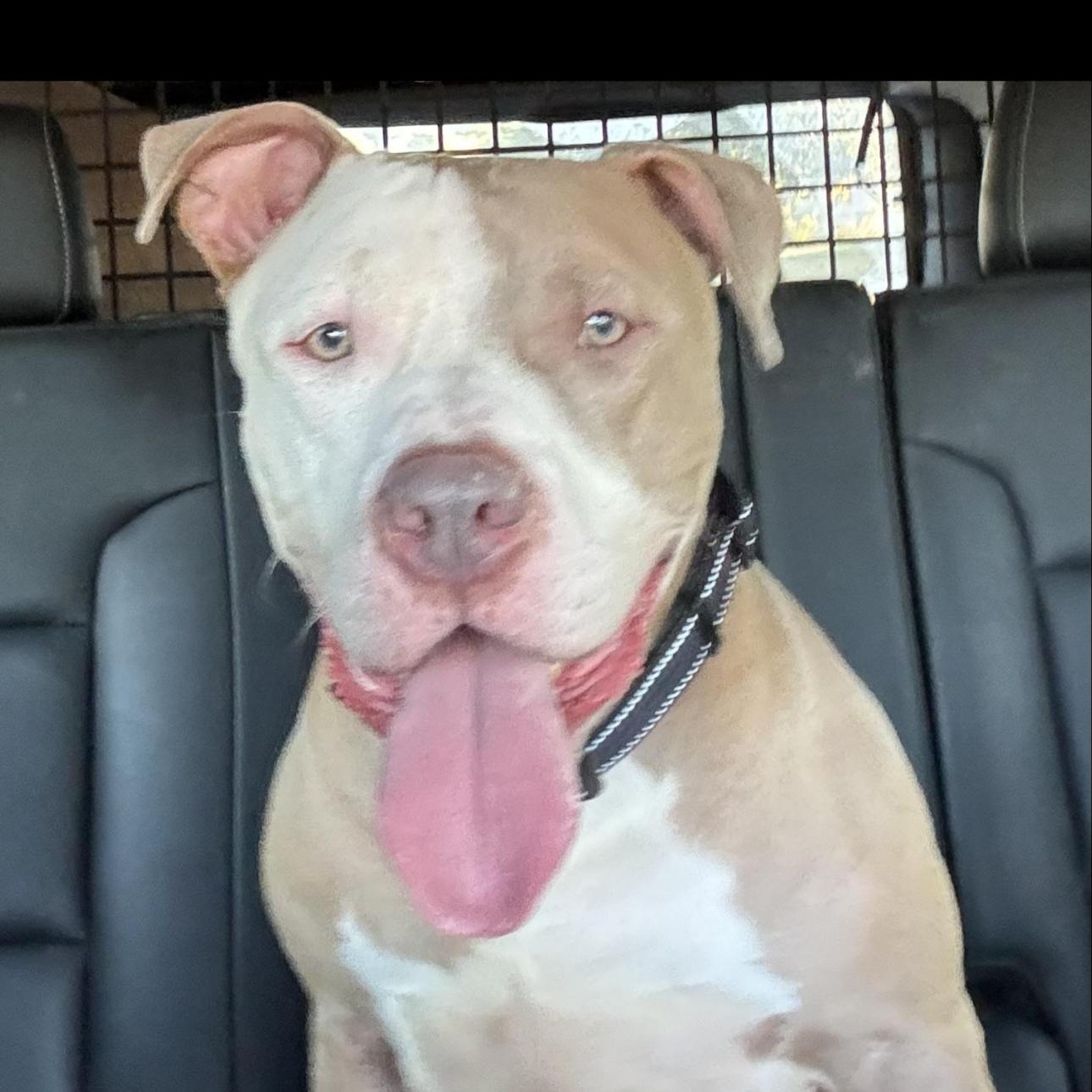 Harrier, Adoptable, Adult Male Pit Bull Terrier.