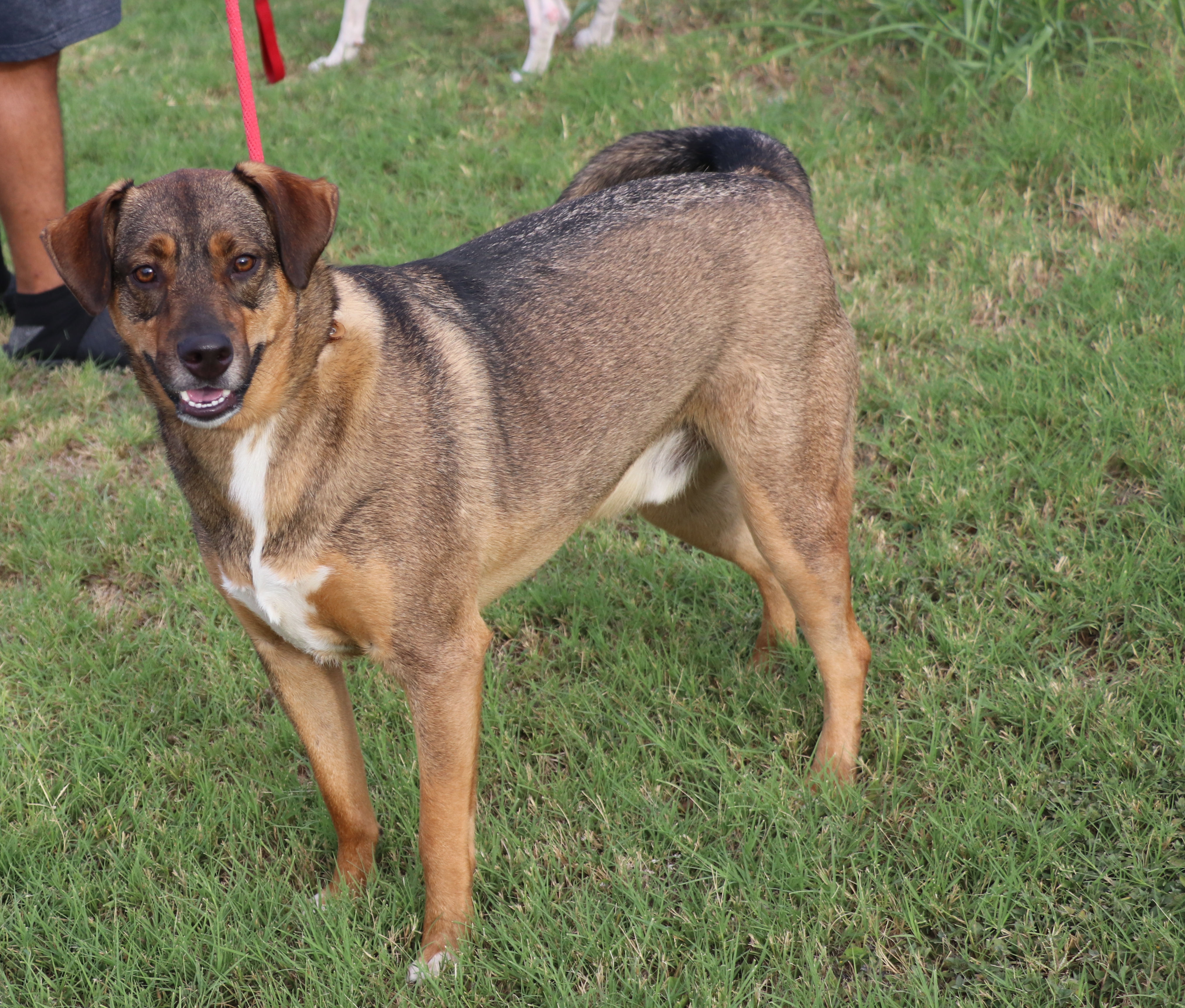Enlarge Sam, a Adoptable mixed breed in Pflugerville, TX image 8/12
