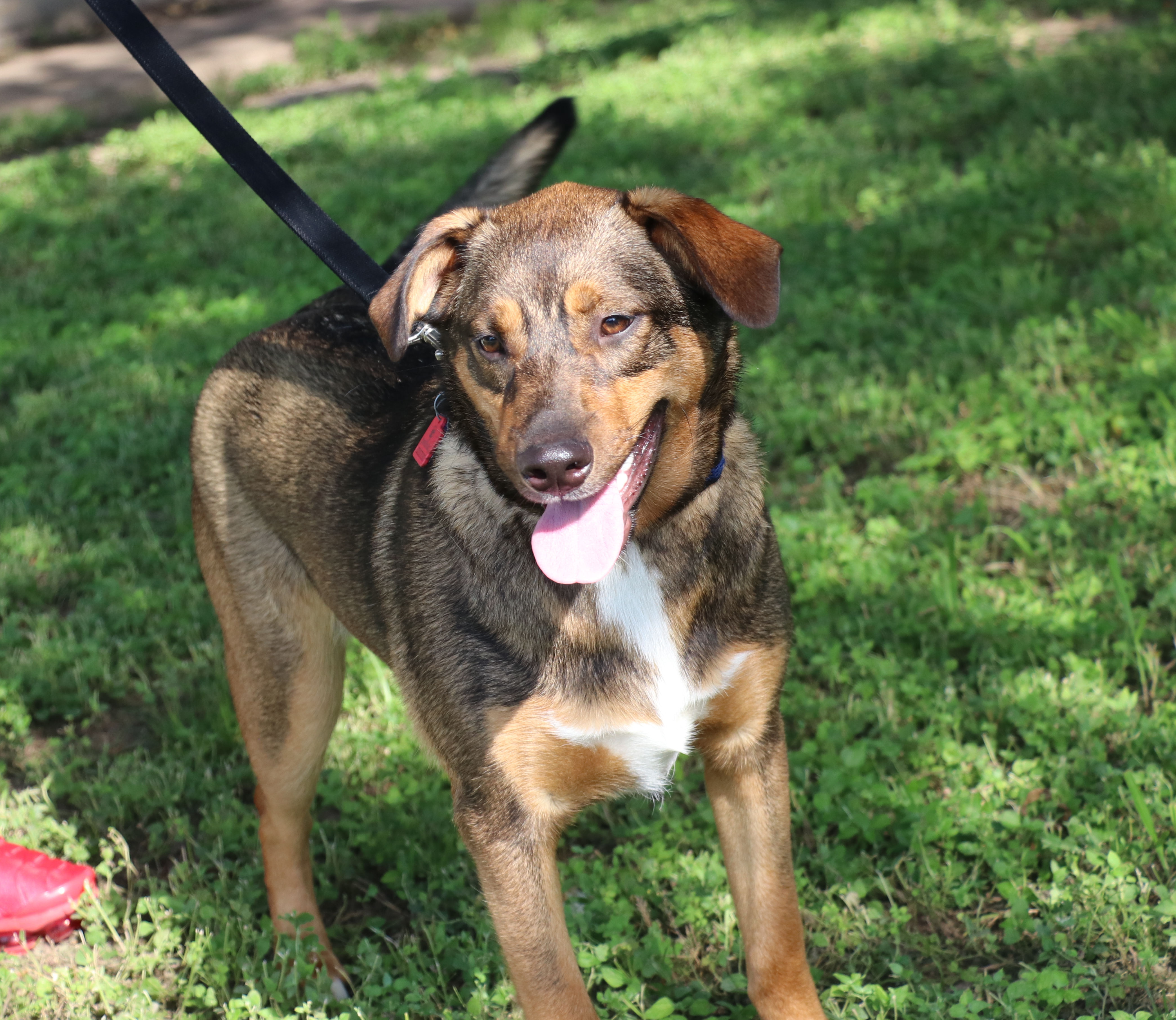 Enlarge Sam, a Adoptable mixed breed in Pflugerville, TX image 9/12