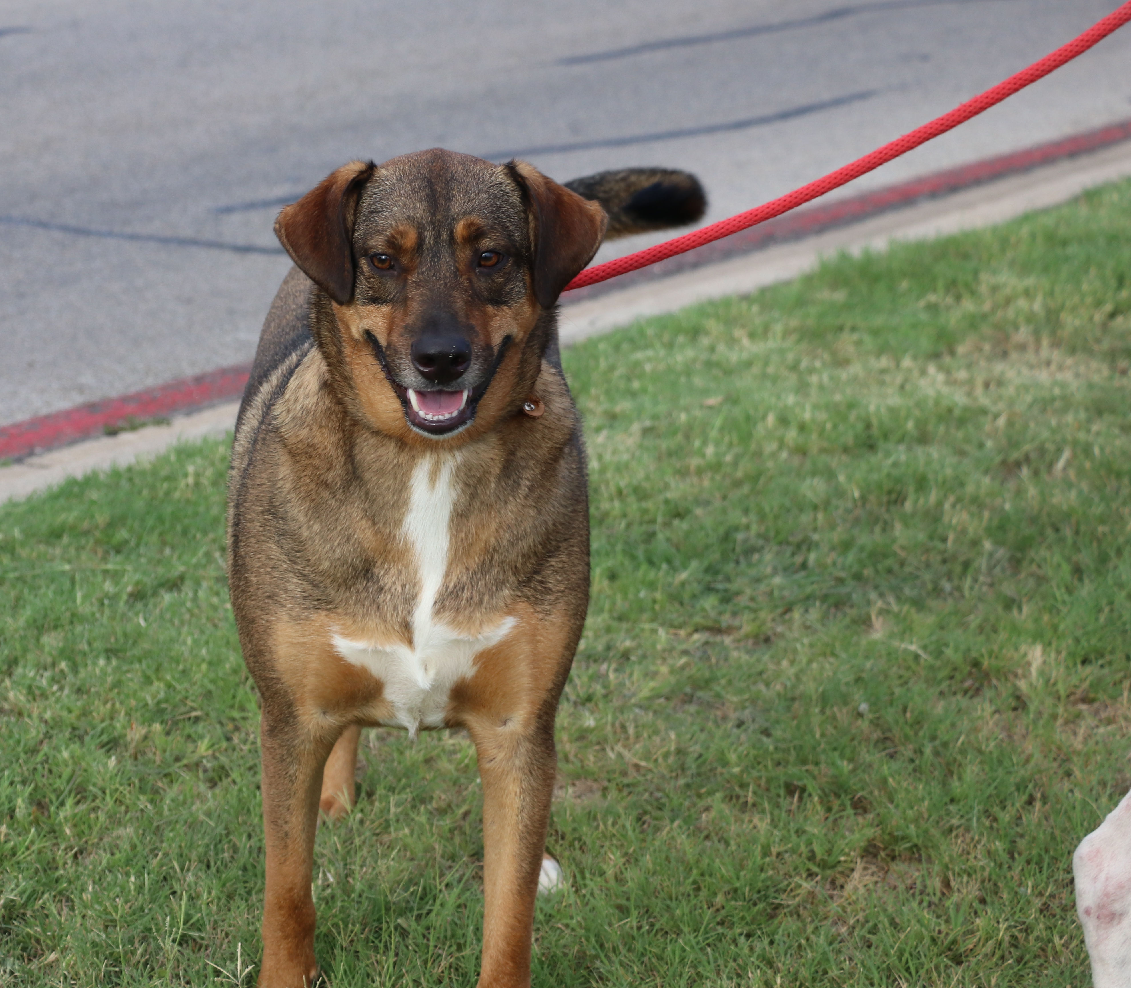 Sam, Adoptable, Young Male Shepherd.