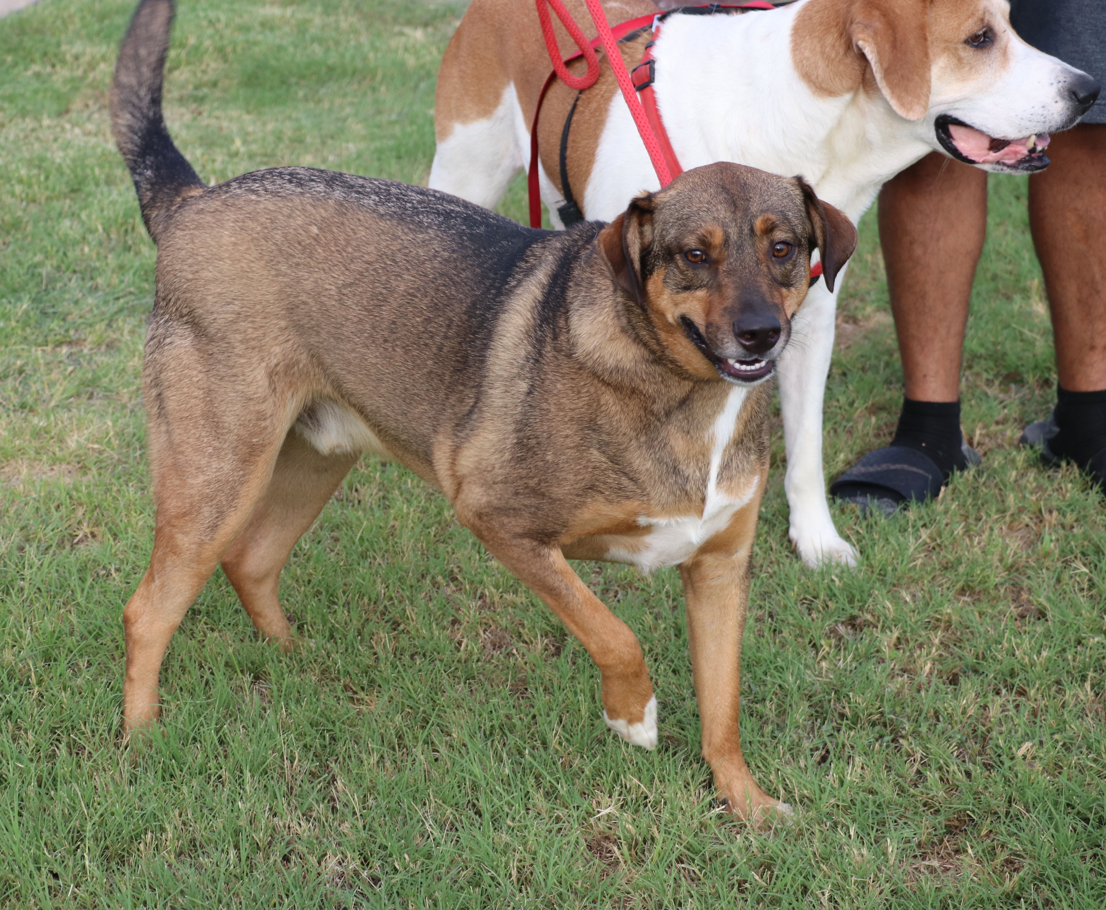 Enlarge Sam, a Adoptable mixed breed in Pflugerville, TX image 10/12