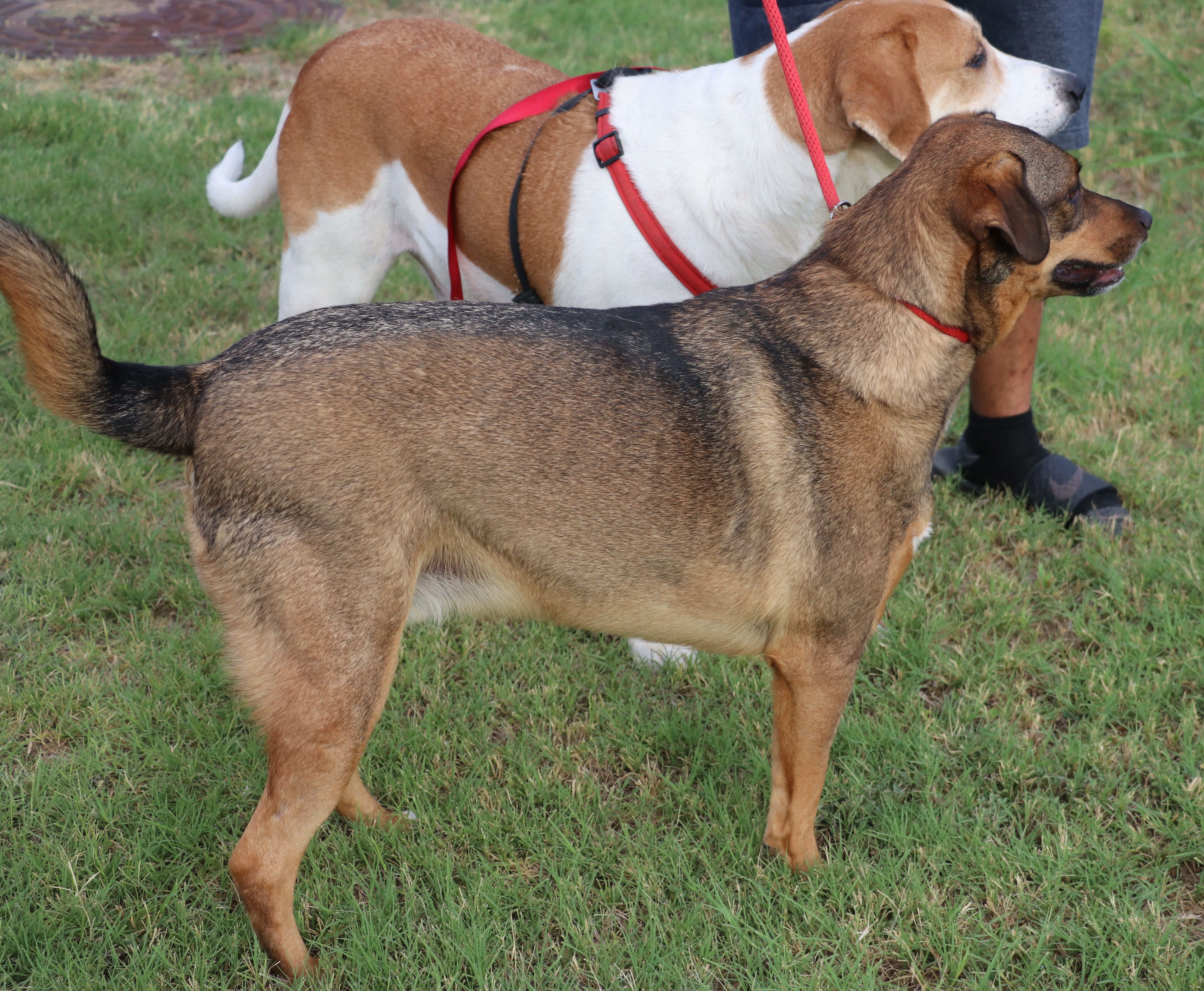 Enlarge Sam, a Adoptable mixed breed in Pflugerville, TX image 11/12