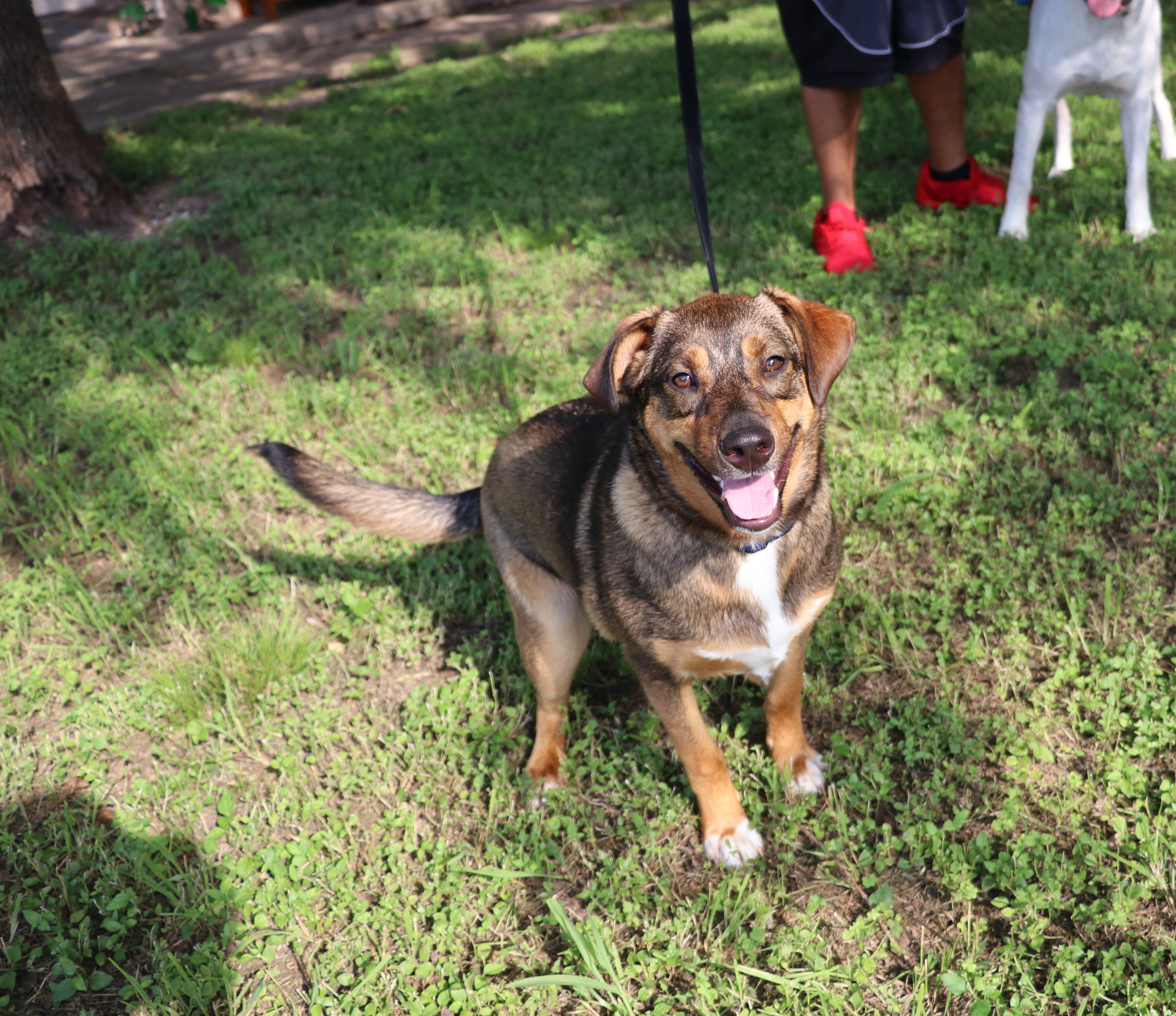Enlarge Sam, a Adoptable mixed breed in Pflugerville, TX image 12/12