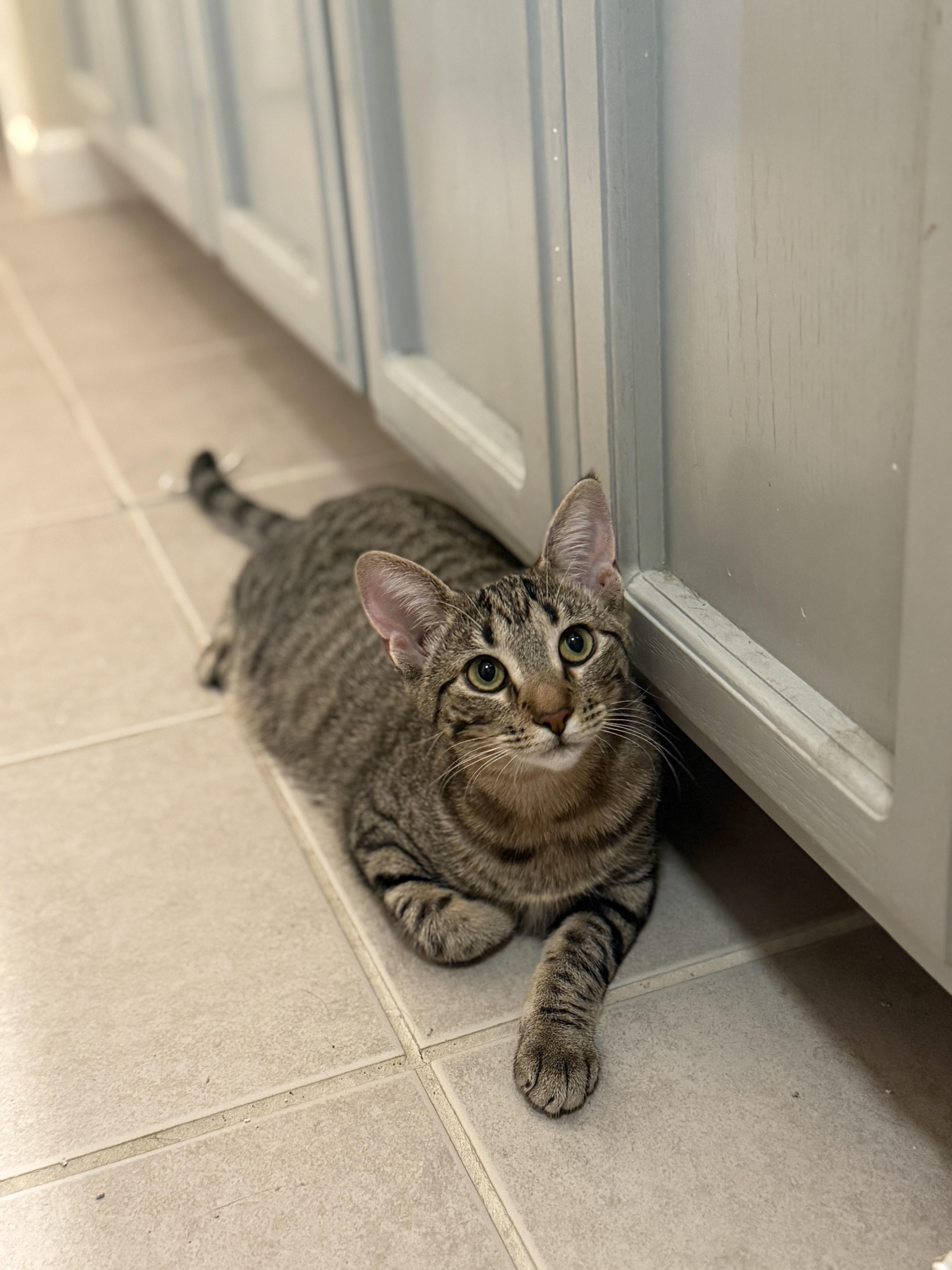 Bingo, Adoptable, Young Female American Shorthair.