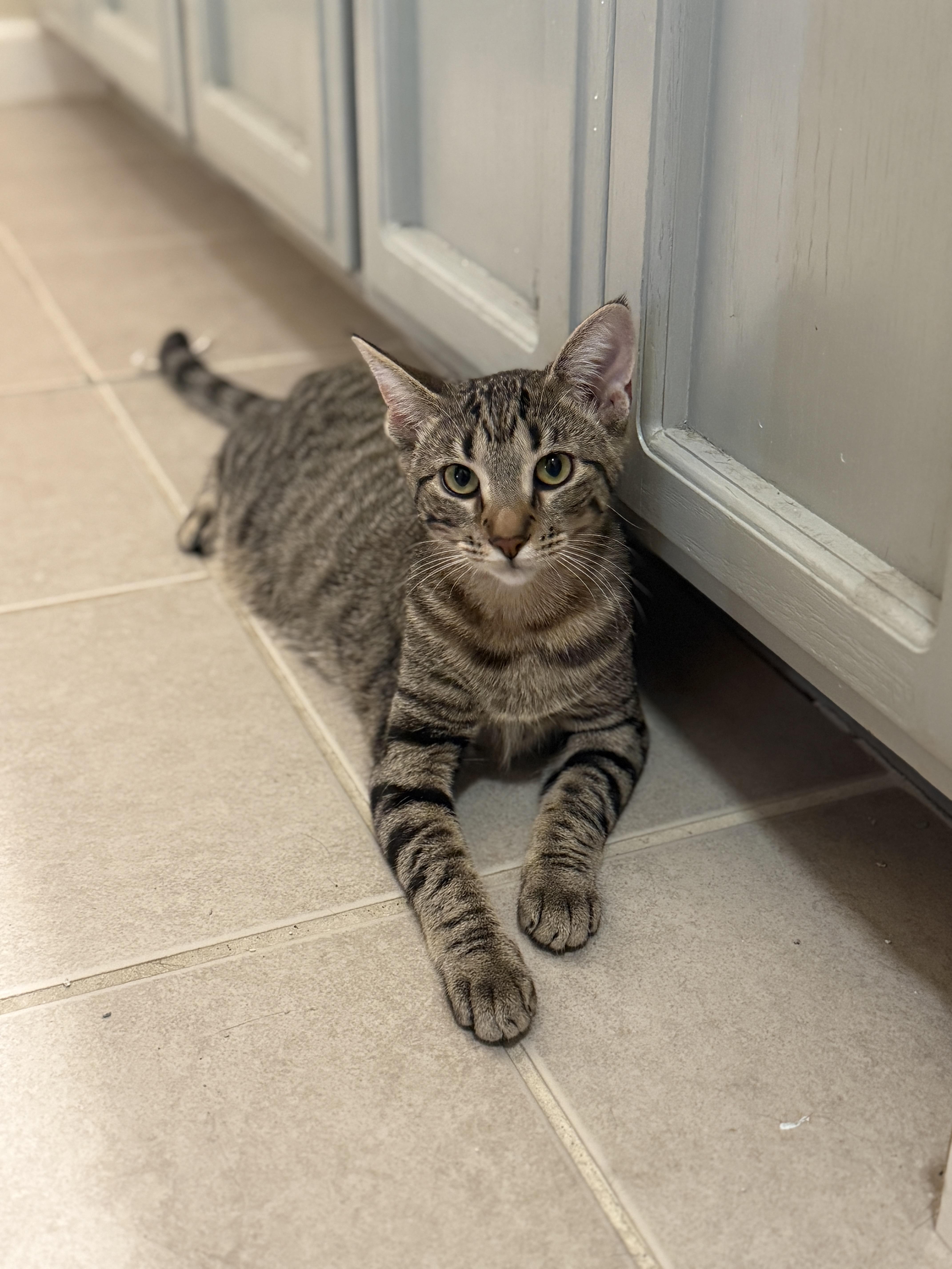 Bingo, a Adoptable mixed breed in Tracy, CA image 2/2