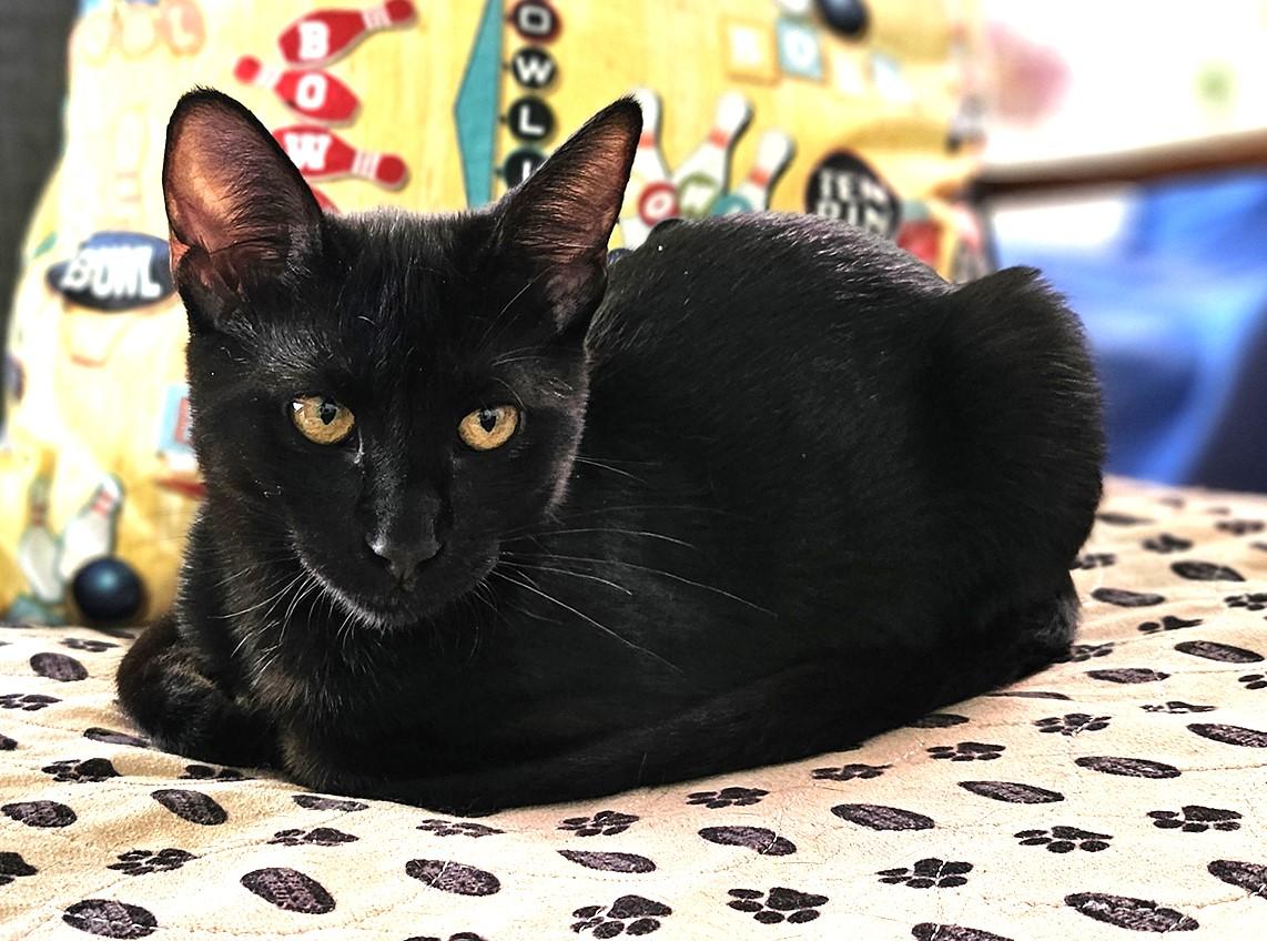 Wednesday (A140896), Adoptable, Kitten Female Domestic Short Hair.