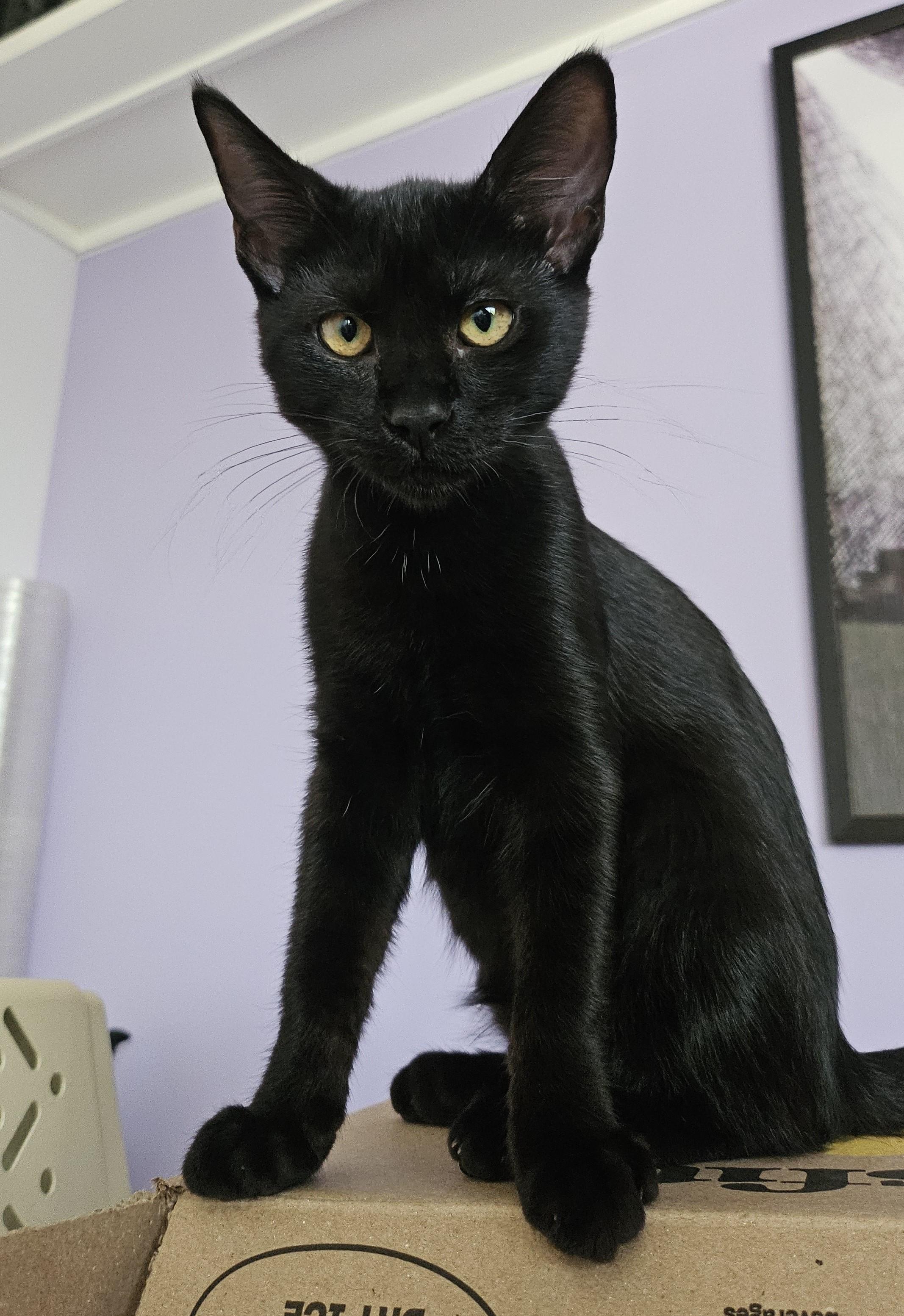 Enlarge Wednesday (A140896), a Adoptable Domestic Short Hair in Burbank, CA image 4/6