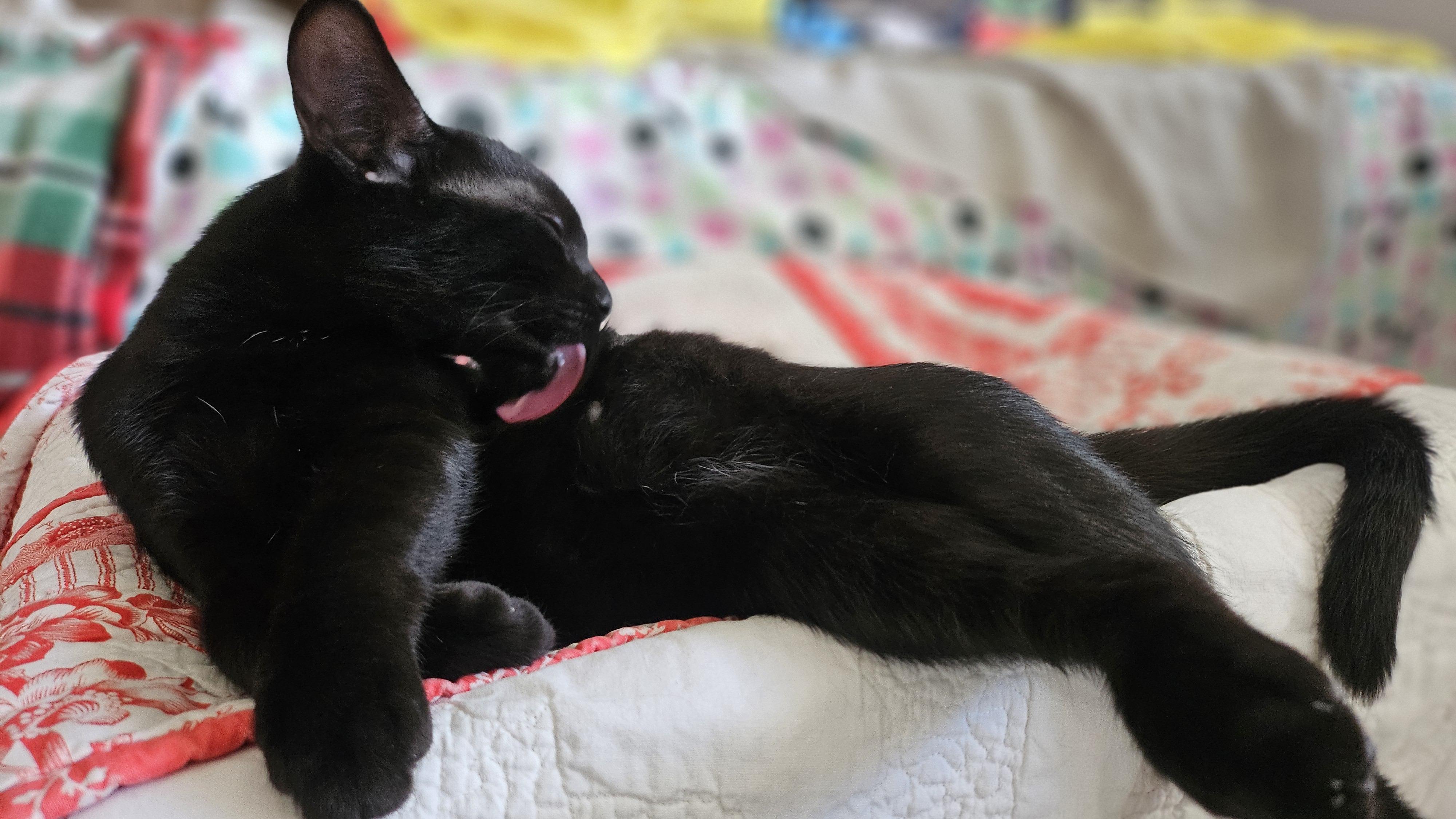 Enlarge Wednesday (A140896), a Adoptable Domestic Short Hair in Burbank, CA image 6/6