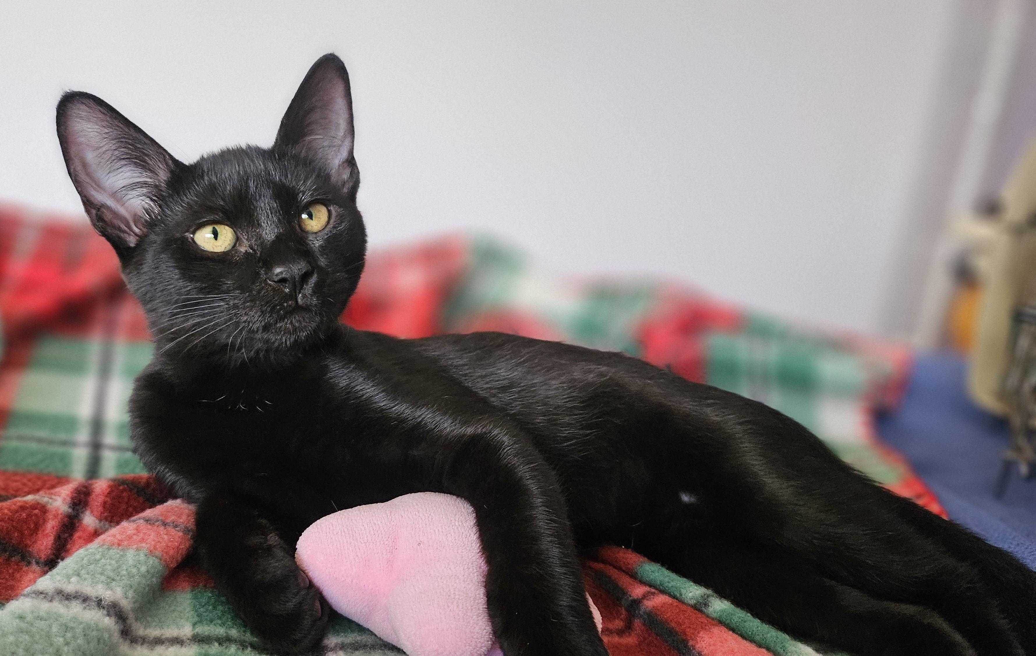 Enlarge Wednesday (A140896), a Adoptable Domestic Short Hair in Burbank, CA image 2/6