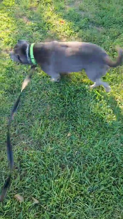 Enlarge Spinner, a Adopted mixed breed in Horse Shoe, NC video 2/5
