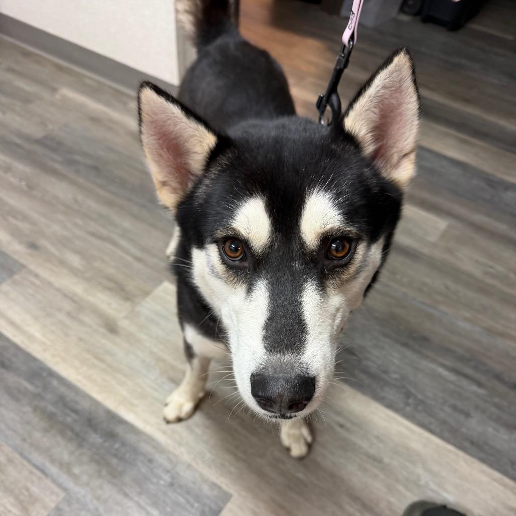 Ralph, Adoptable, Young Male Husky & Mixed Breed.