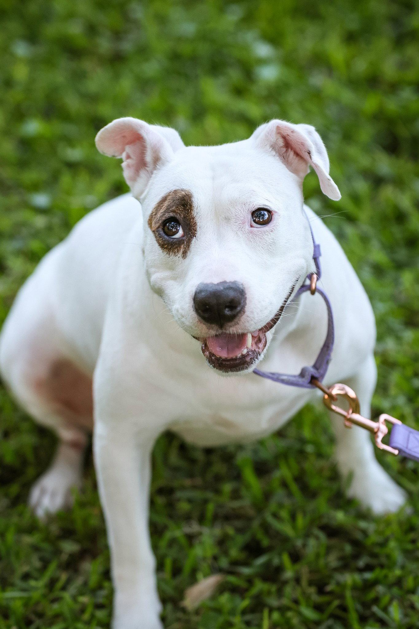 June Bug, Adopted, Adult Female Mixed Breed.