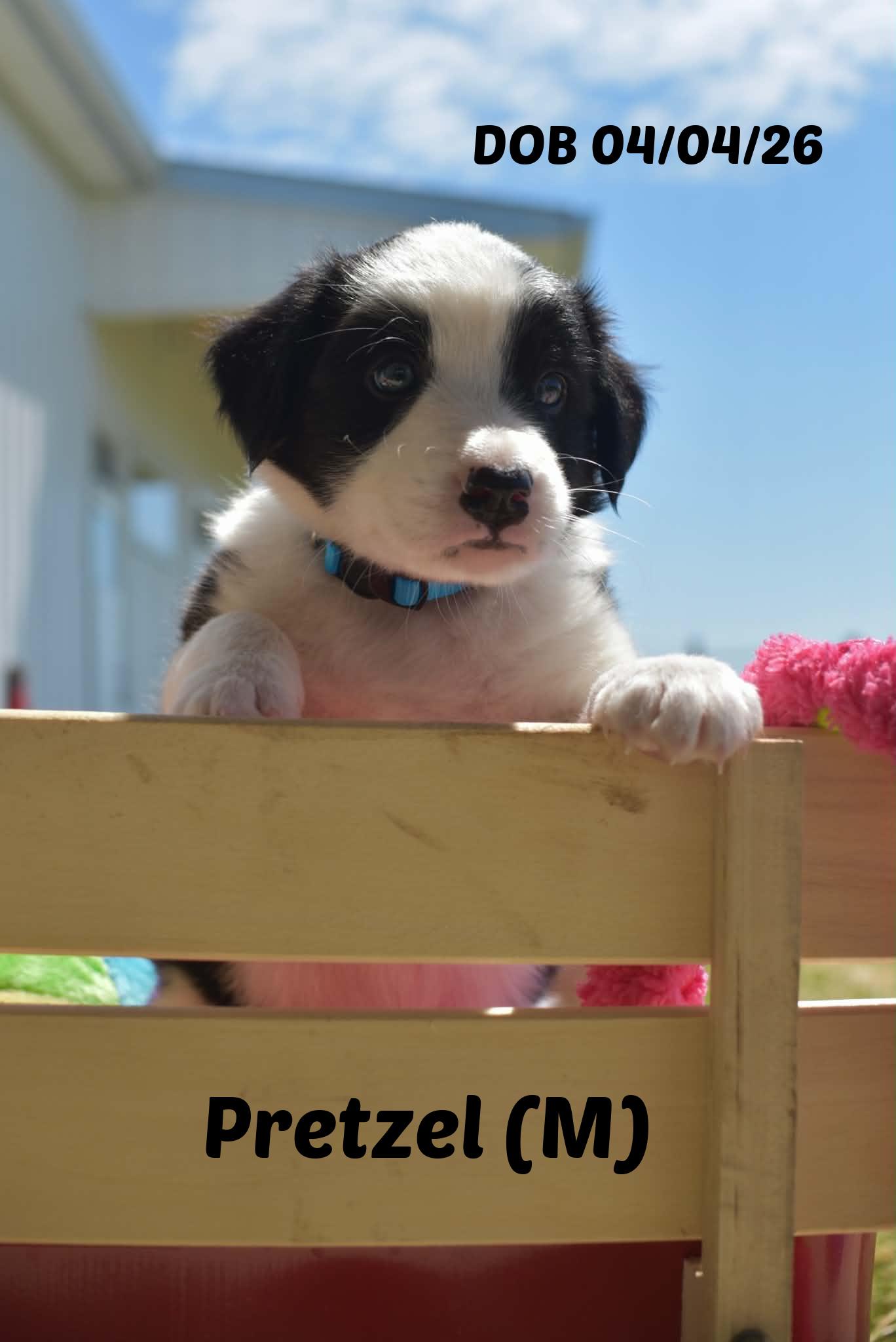 Pretzel, a Adoptable Border Collie in Seymour, IN image 1/6