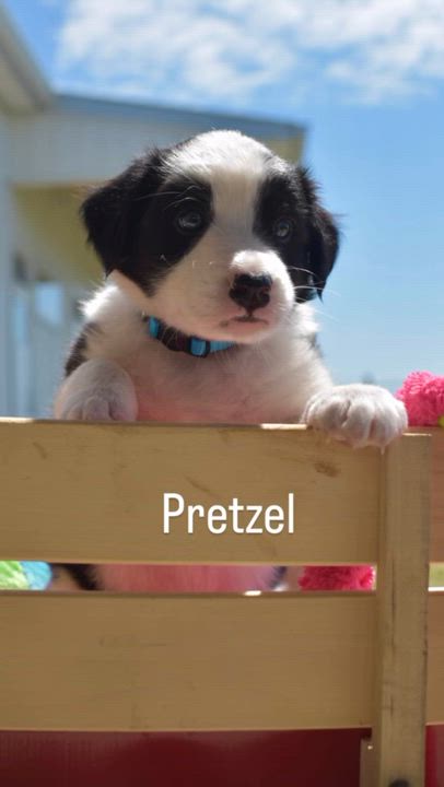 Enlarge Pretzel, a Adoptable Border Collie in Seymour, IN video 6/6