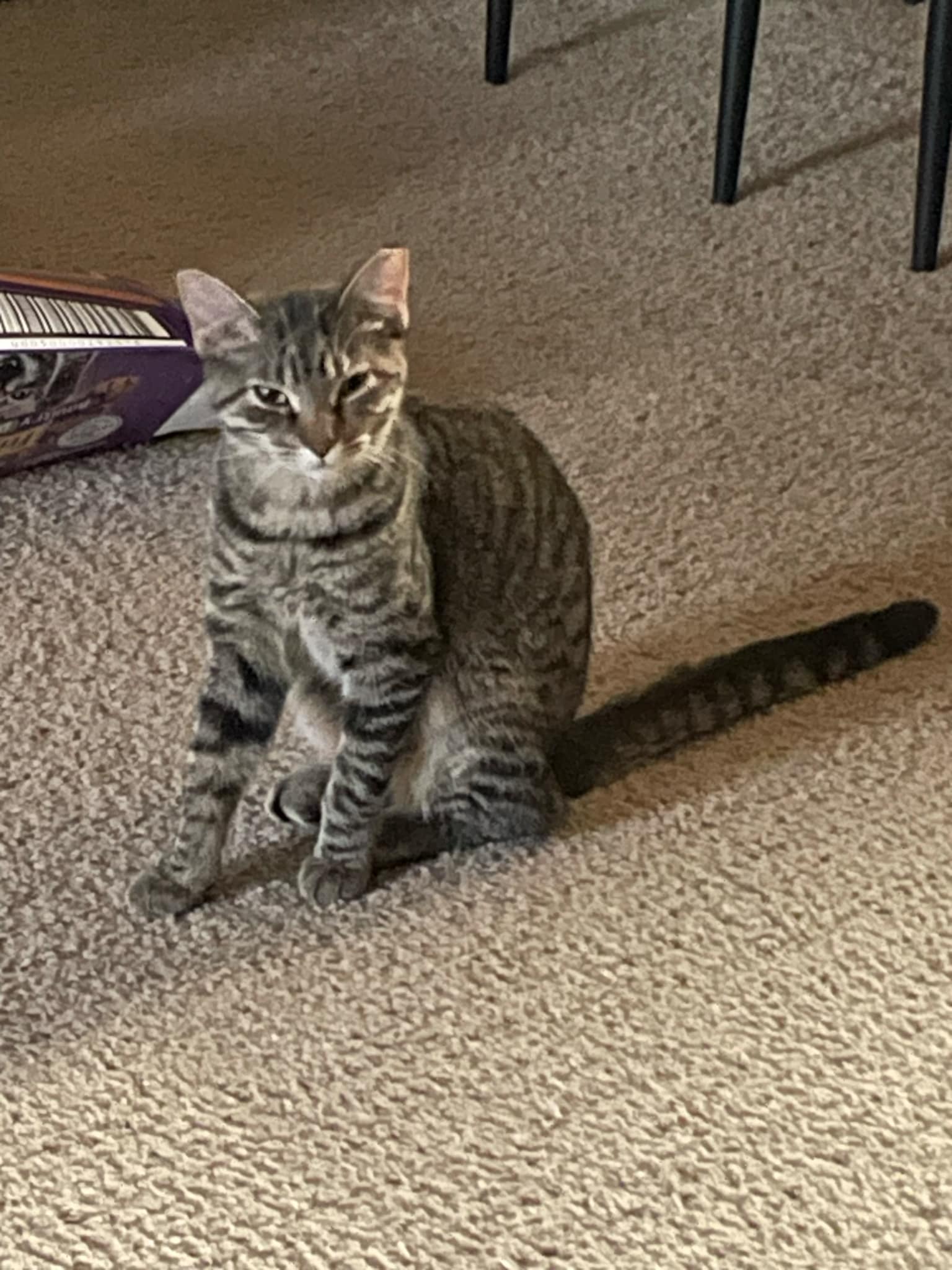 Cat for adoption Gracie, a Domestic Short Hair in Saint Cloud, MN