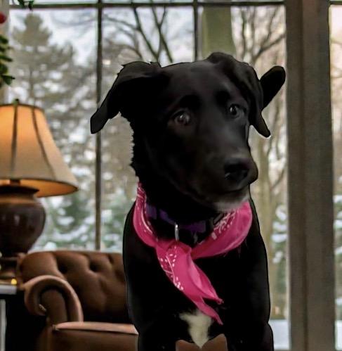 Millie - PUPPY, a ADOPTABLE Black Labrador Retriever in Perry, IA image 4/4