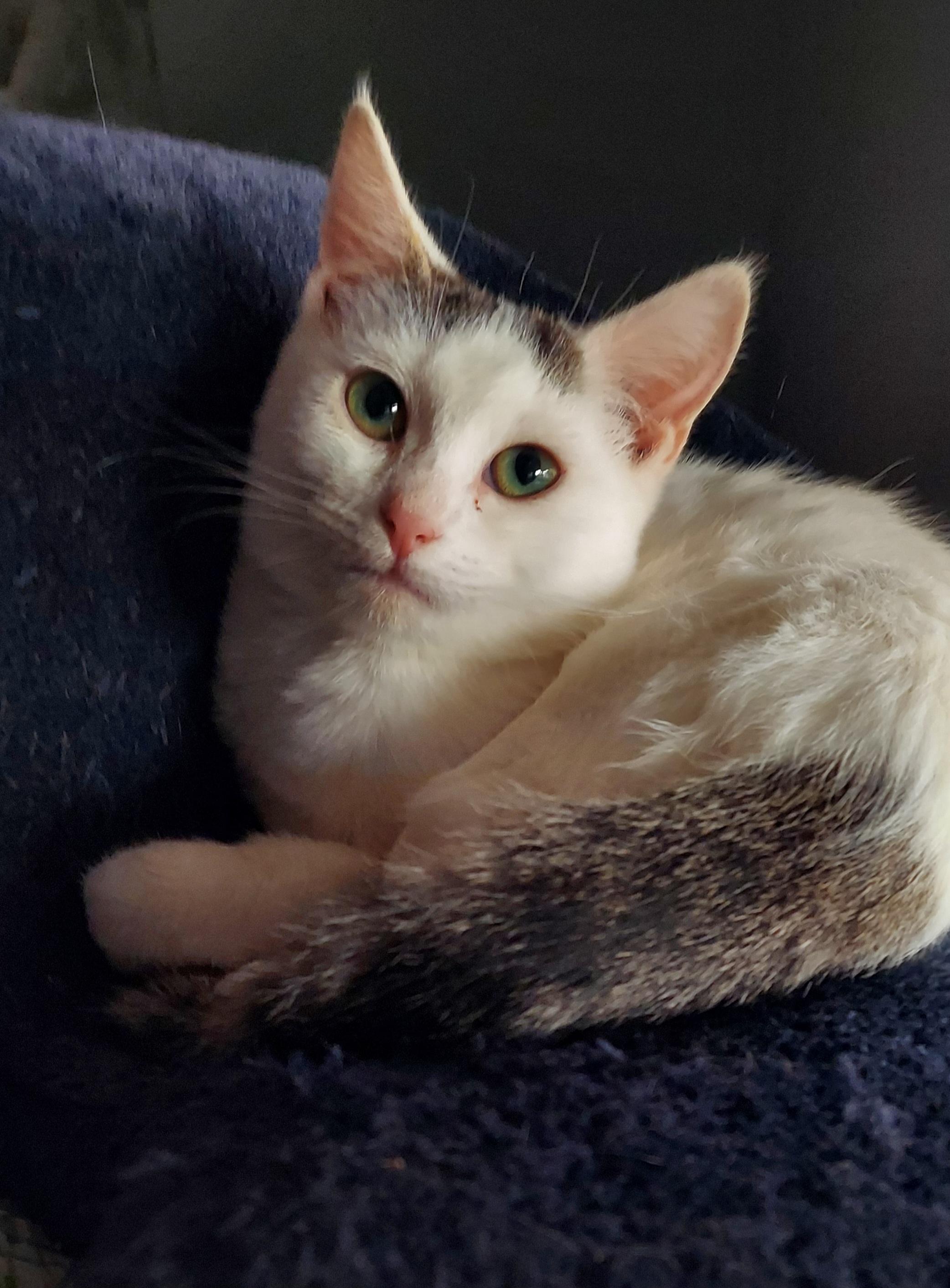 Wednesday, Adoptable, Kitten Female Domestic Short Hair.