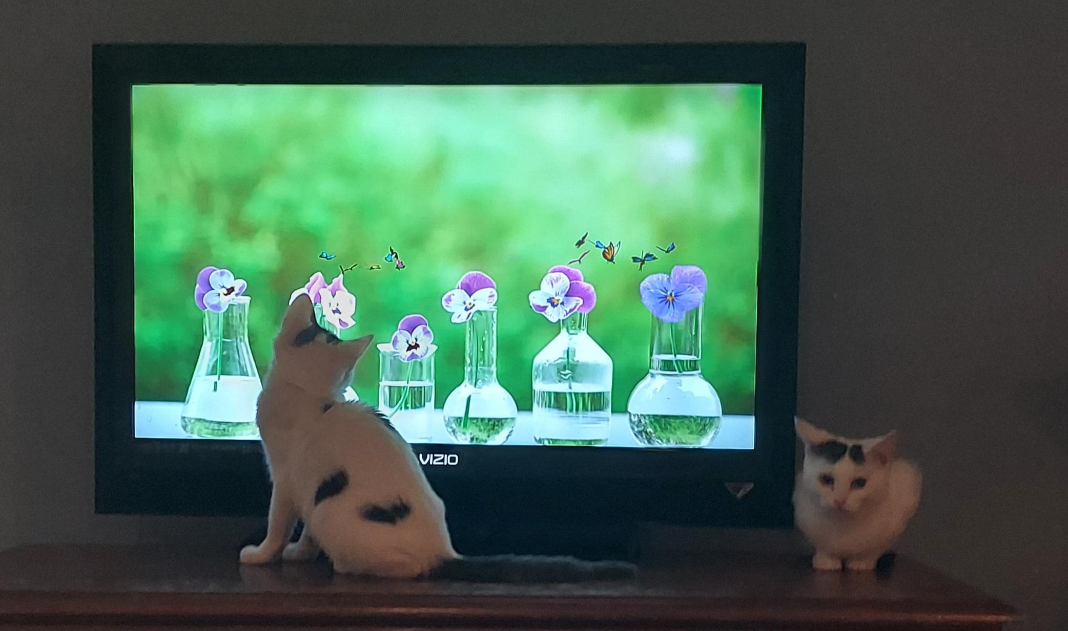 Wednesday, a Adoptable mixed breed in Succasunna, NJ image 5/5