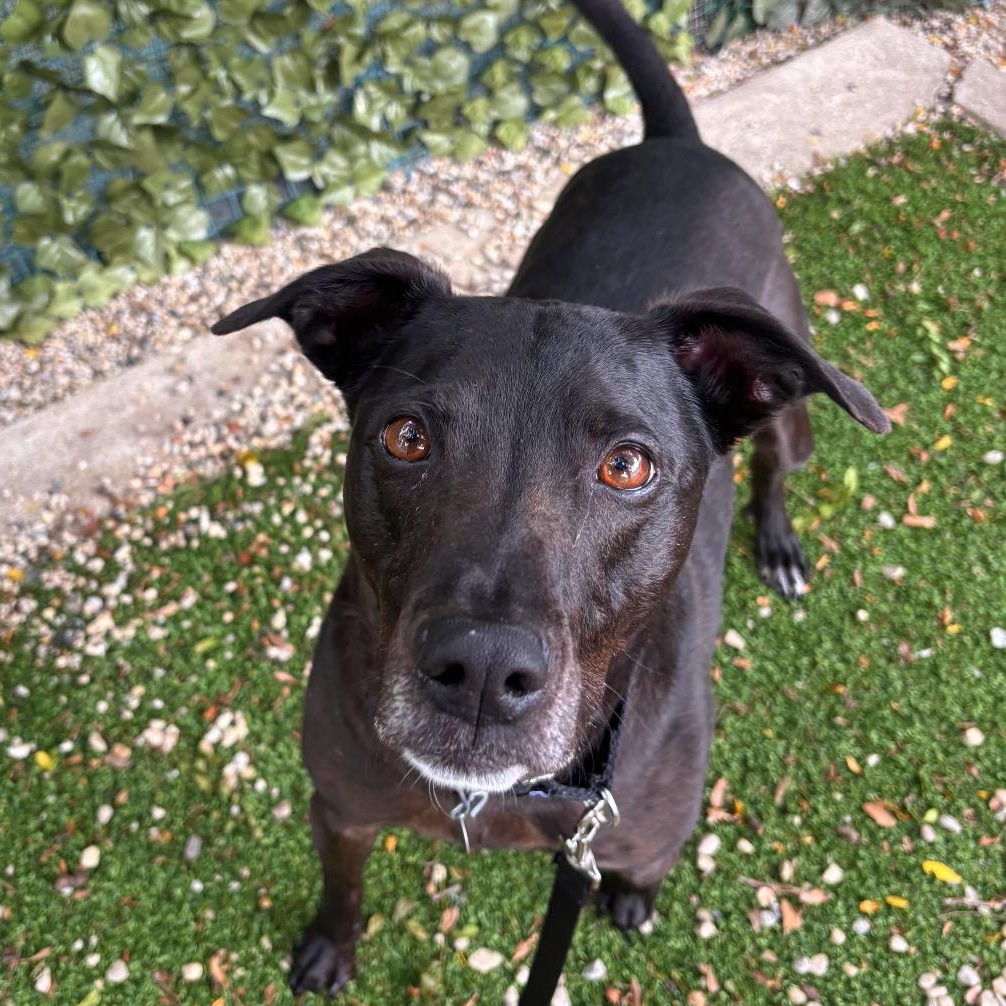 Moose, Adoptable, Adult Male Mixed Breed.