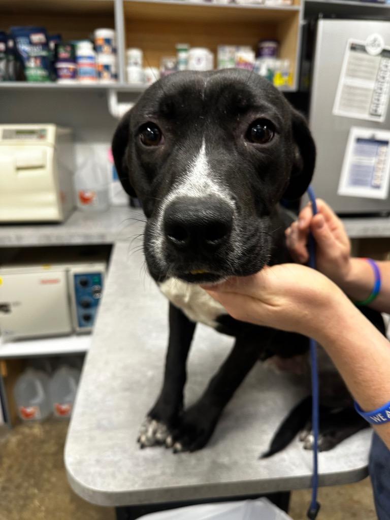 Enlarge Chip, a Adoptable Mixed Breed in Jonesboro, AR image 4/4