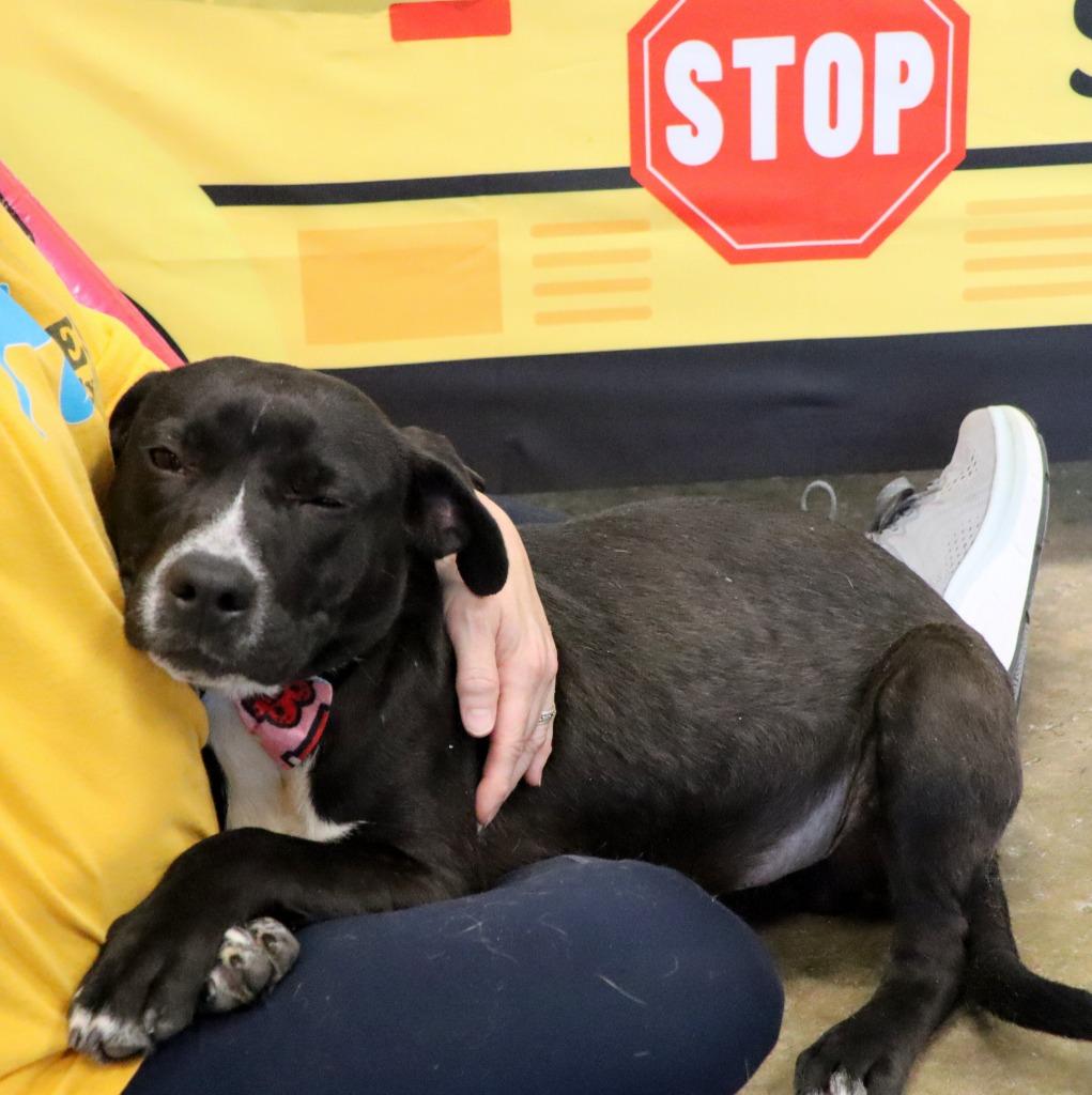 Chip, Adoptable, Puppy Male Mixed Breed.