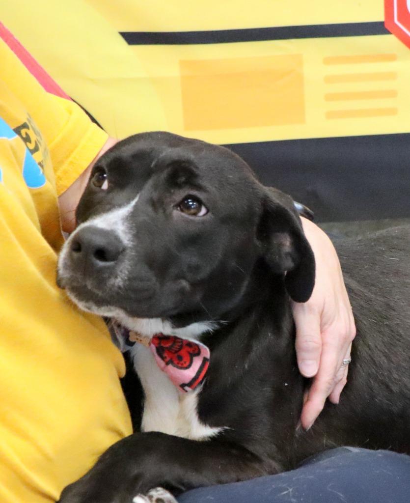 Enlarge Chip, a Adoptable Mixed Breed in Jonesboro, AR image 2/4