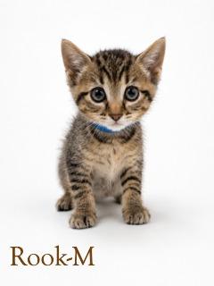 Rook, Adoptable, Kitten Male Domestic Short Hair & Domestic Short Hair.
